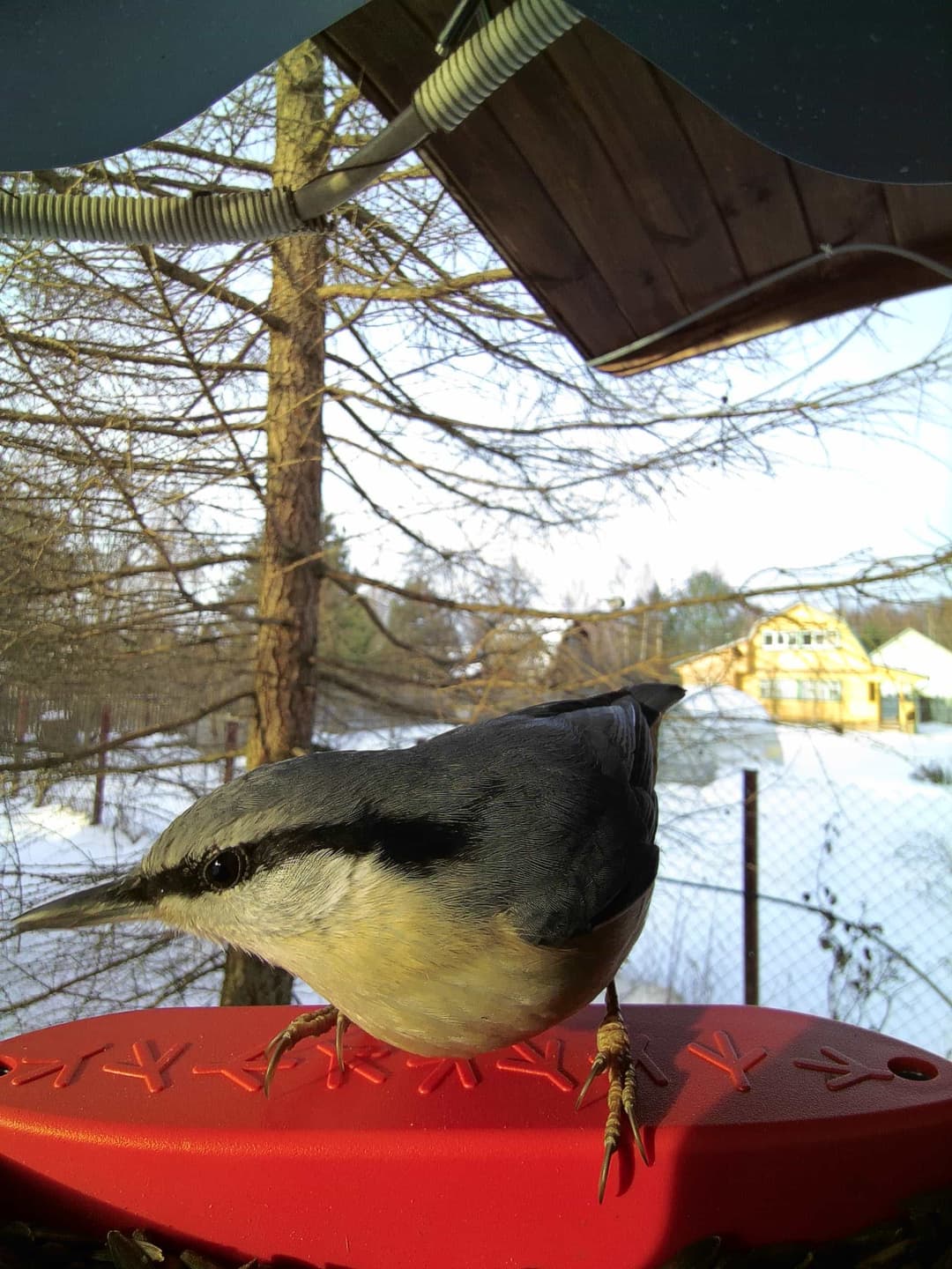 Eurasian Nuthatch