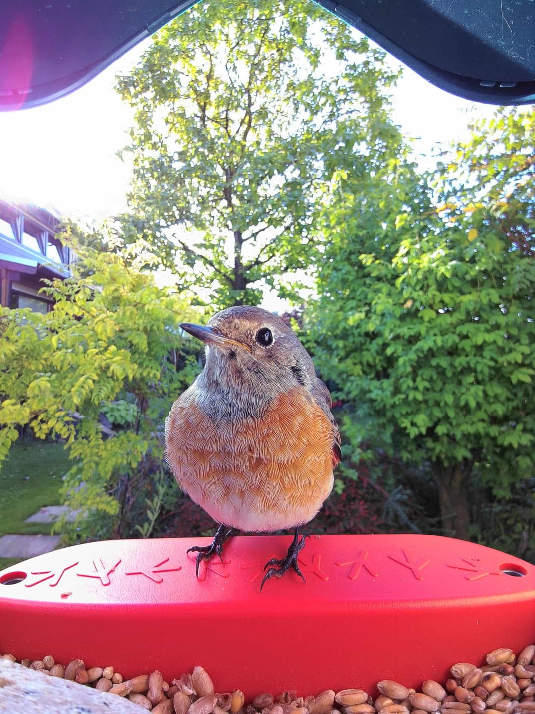 Common Redstart