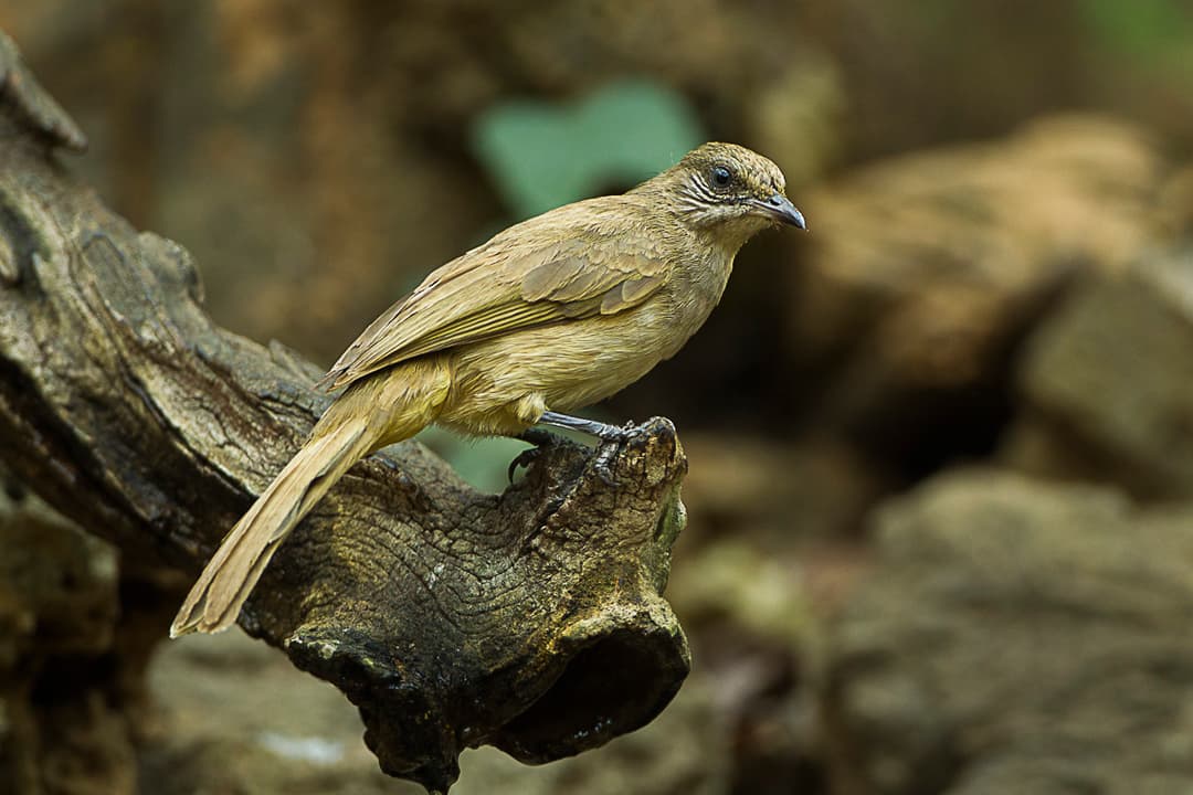 Streak-Eared Bulbul
