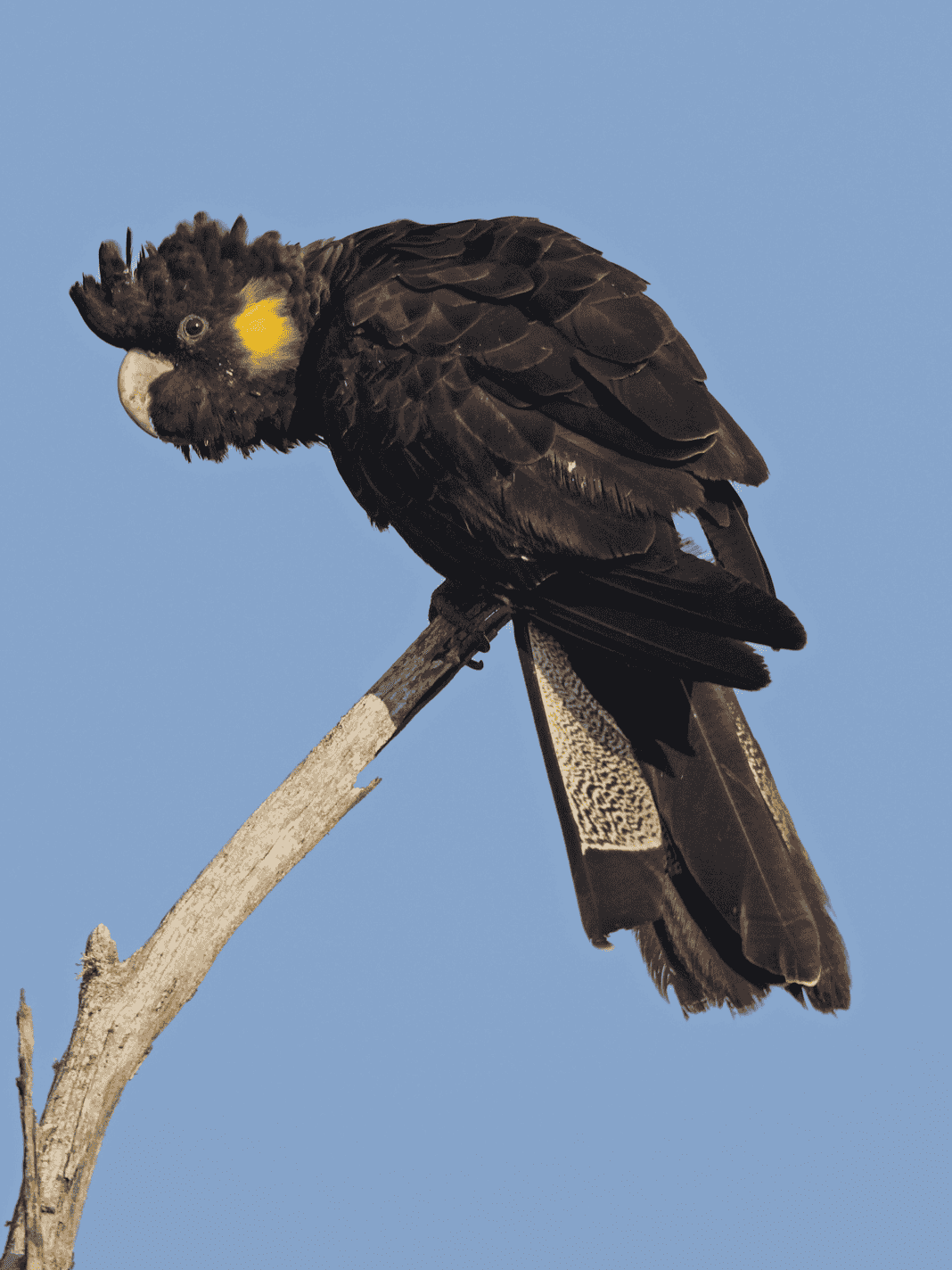 Yellow-Tailed Black Cockatoo