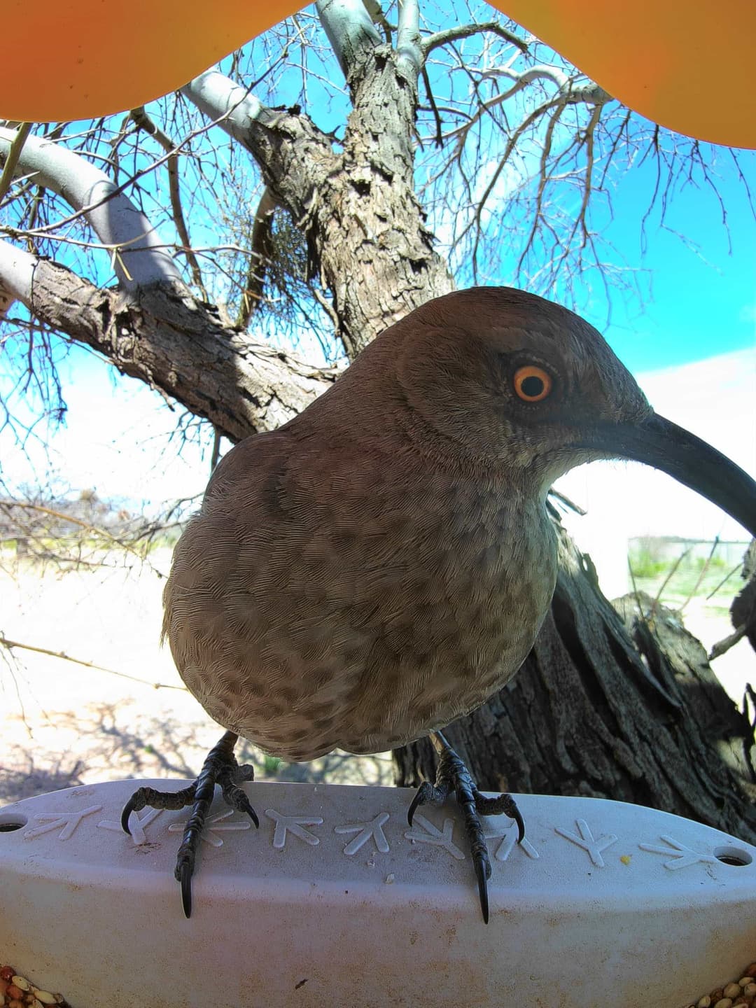 Curve-Billed Thrasher