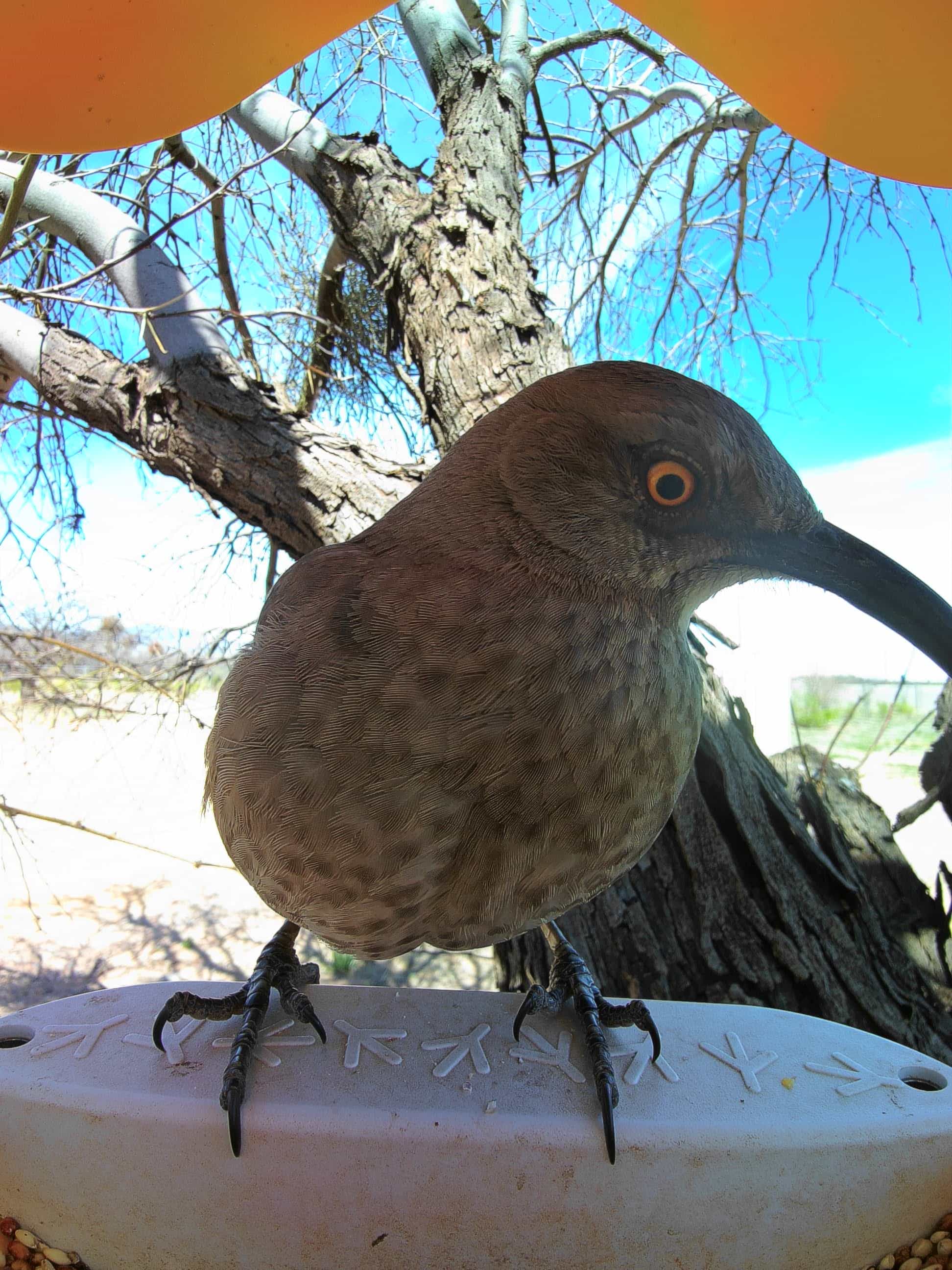 Alamogordo on a feeder
