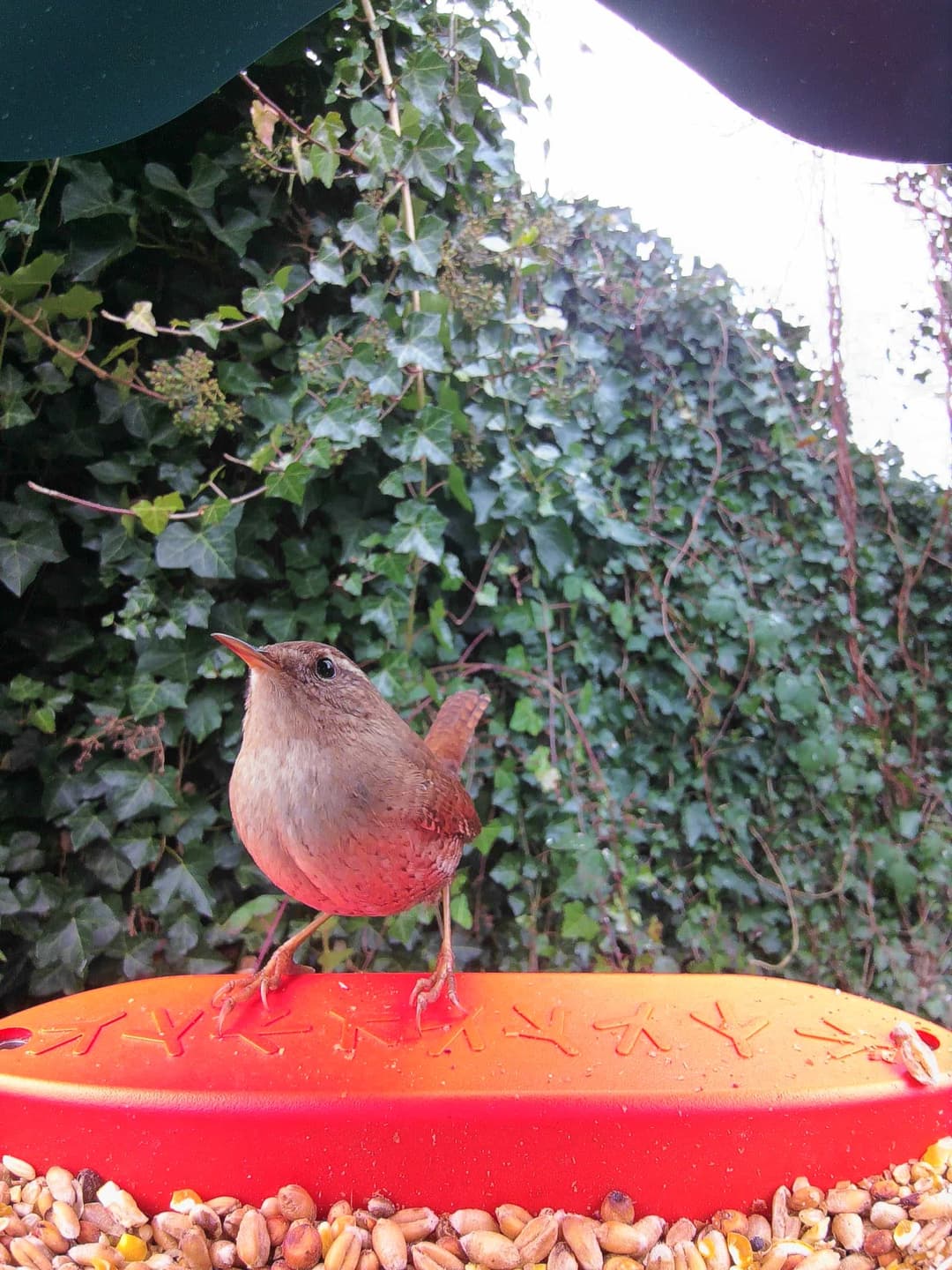 Wren
