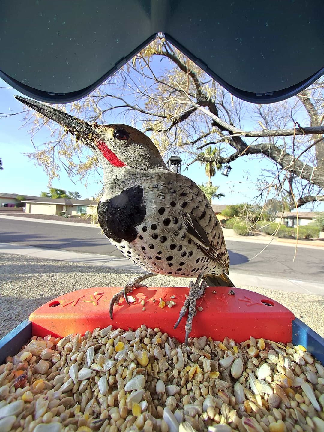 Gilded Flicker