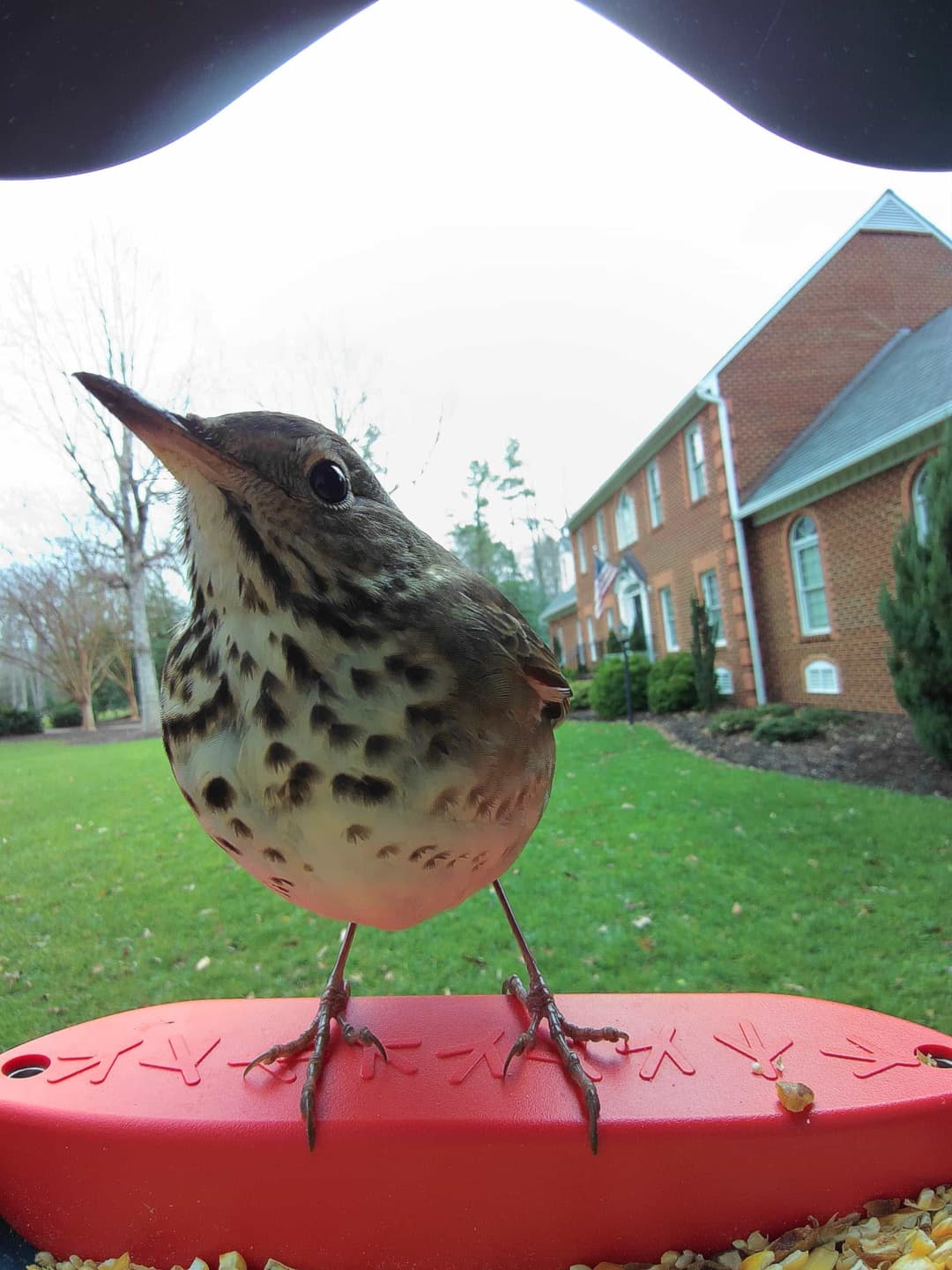Wood Thrush