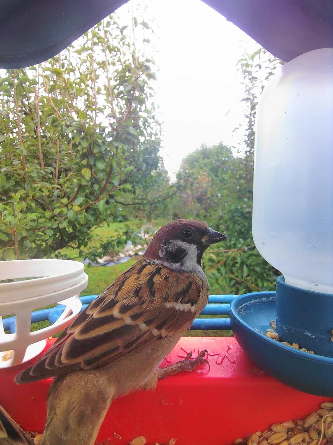 Red Wing on a feeder