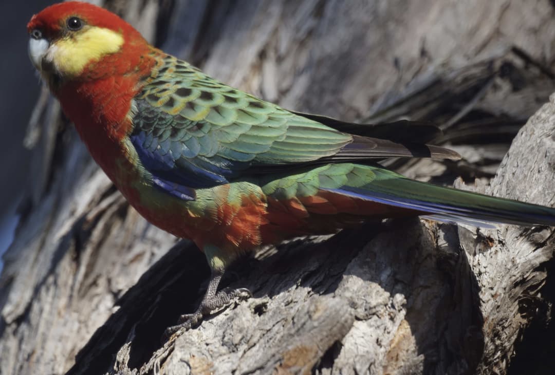 Western Rosella