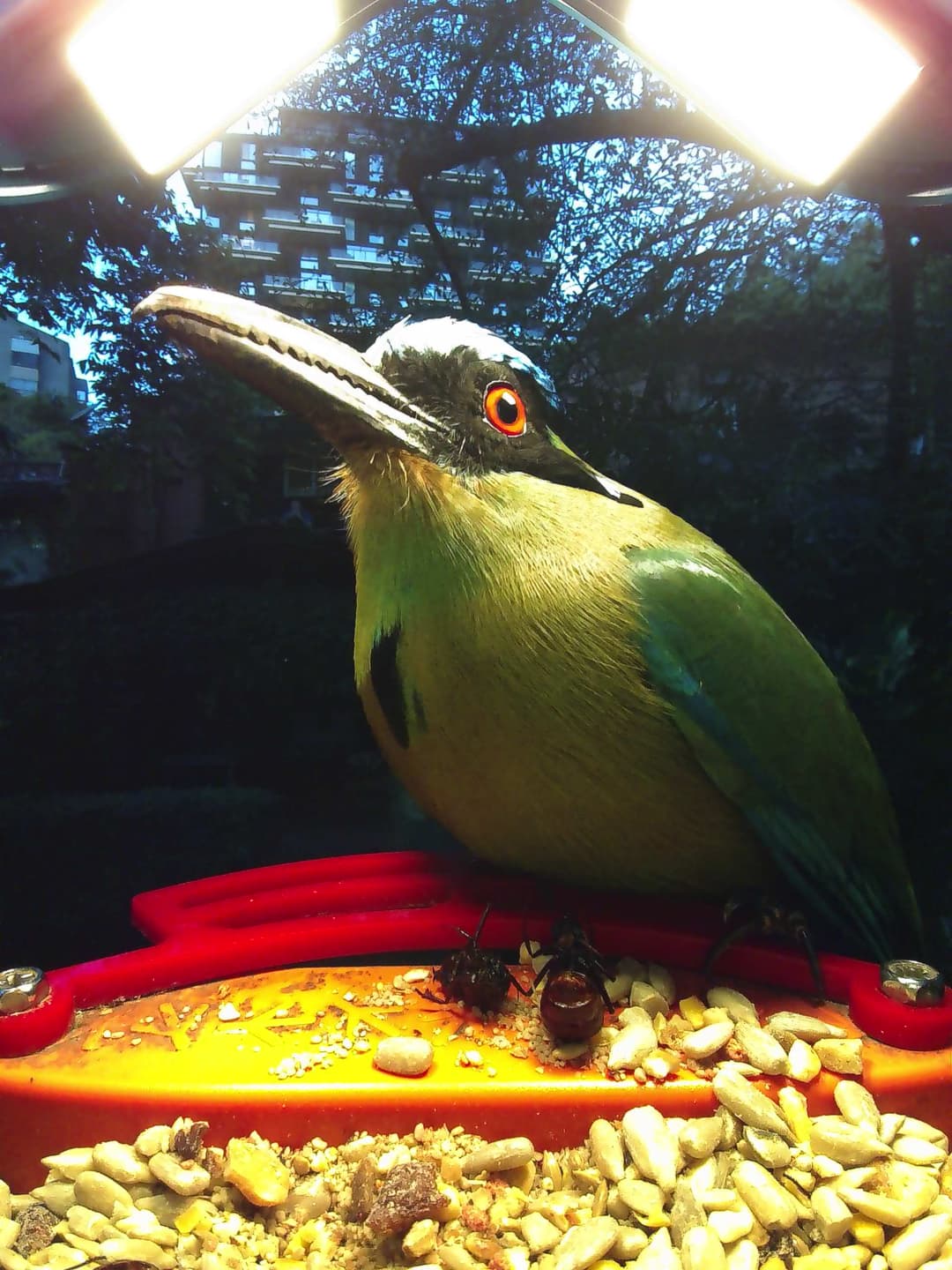 Andean Motmot