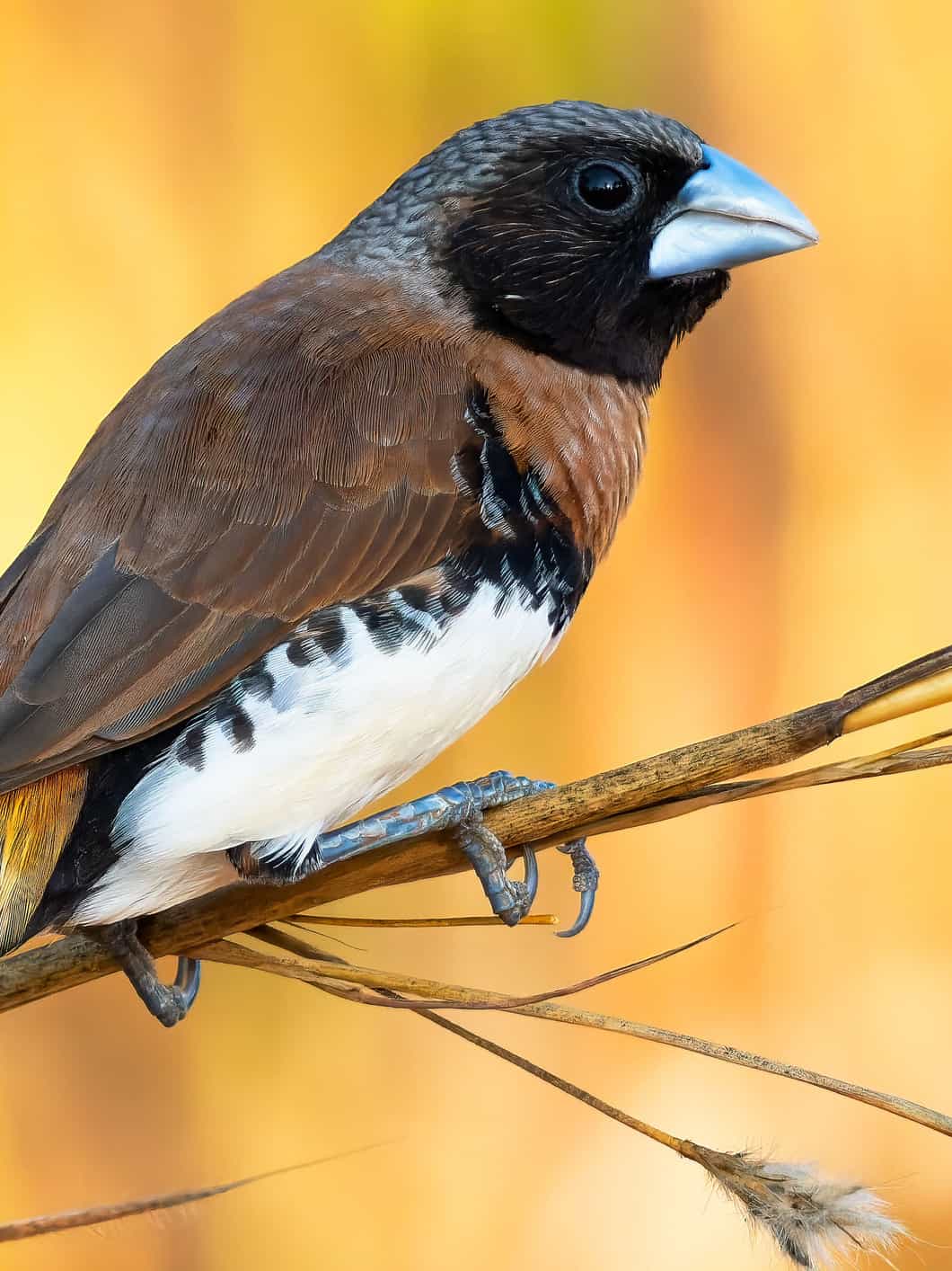 Chestnut-Breasted Munia