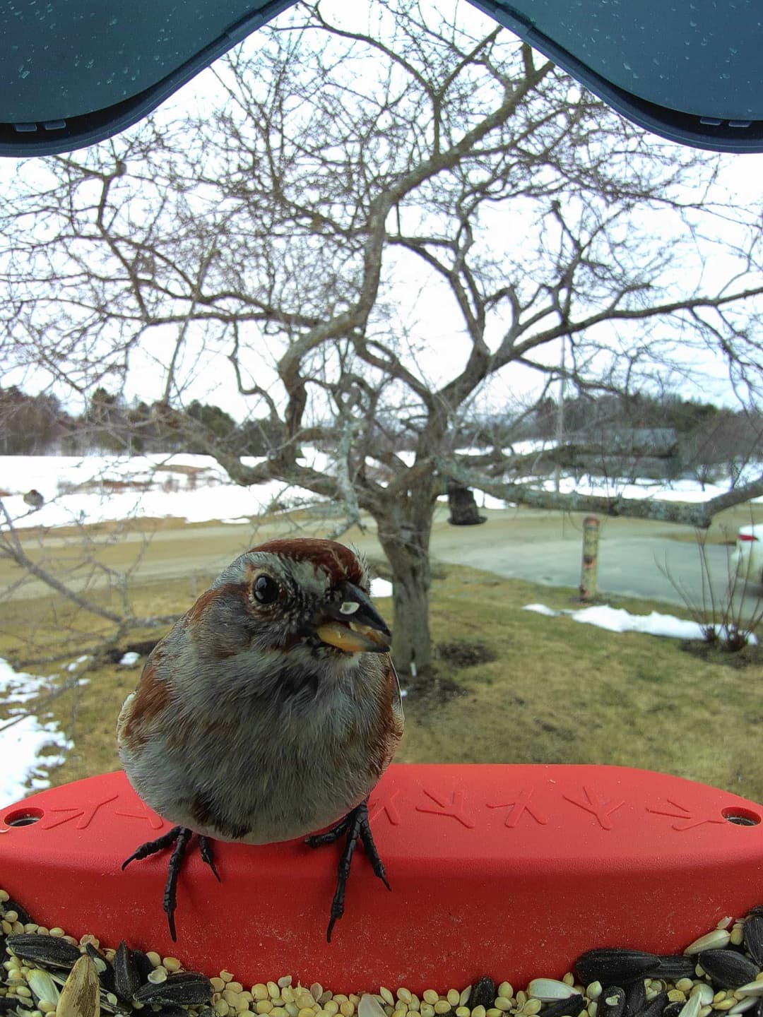 Swamp Sparrow