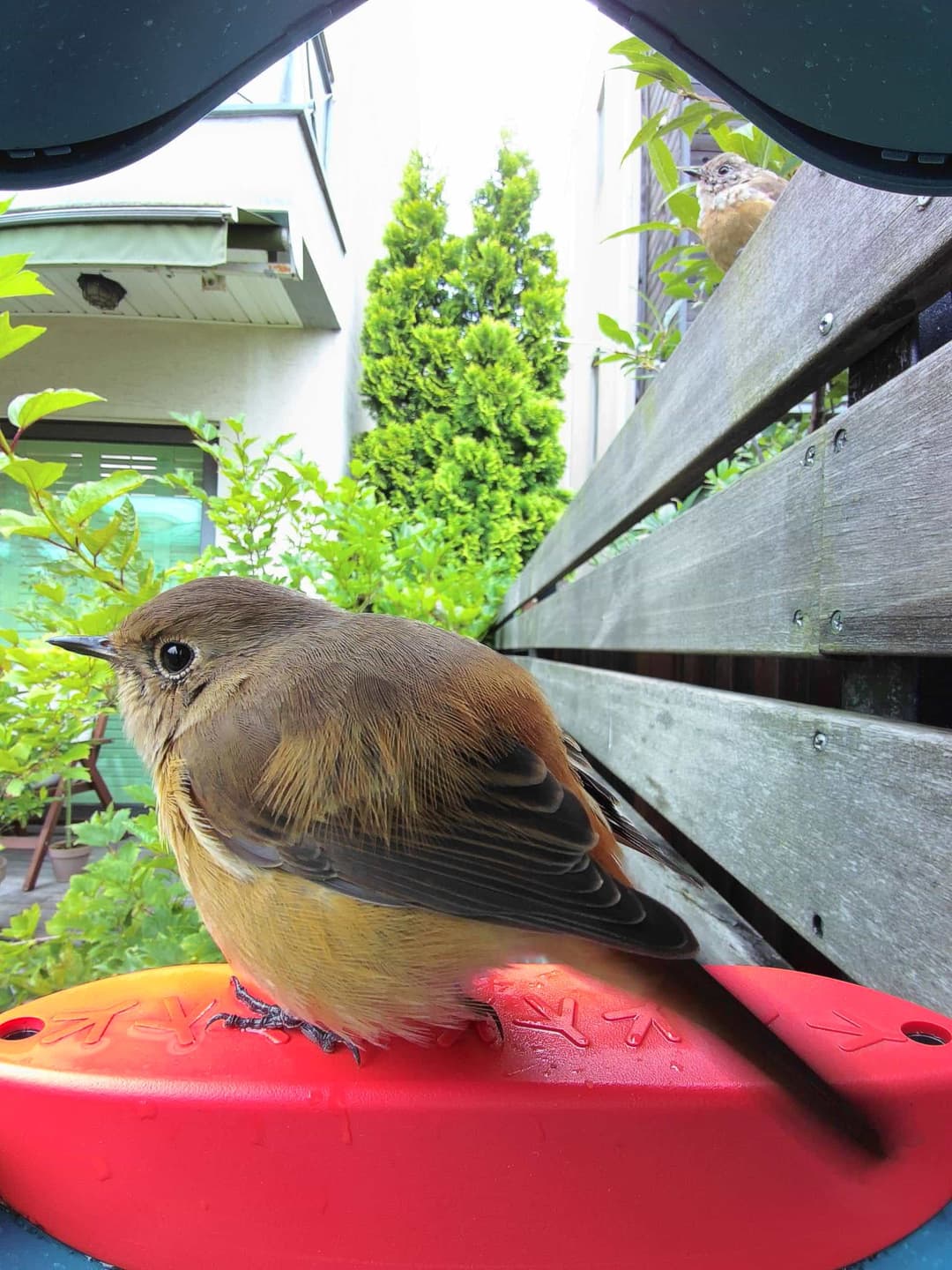 Daurian Redstart