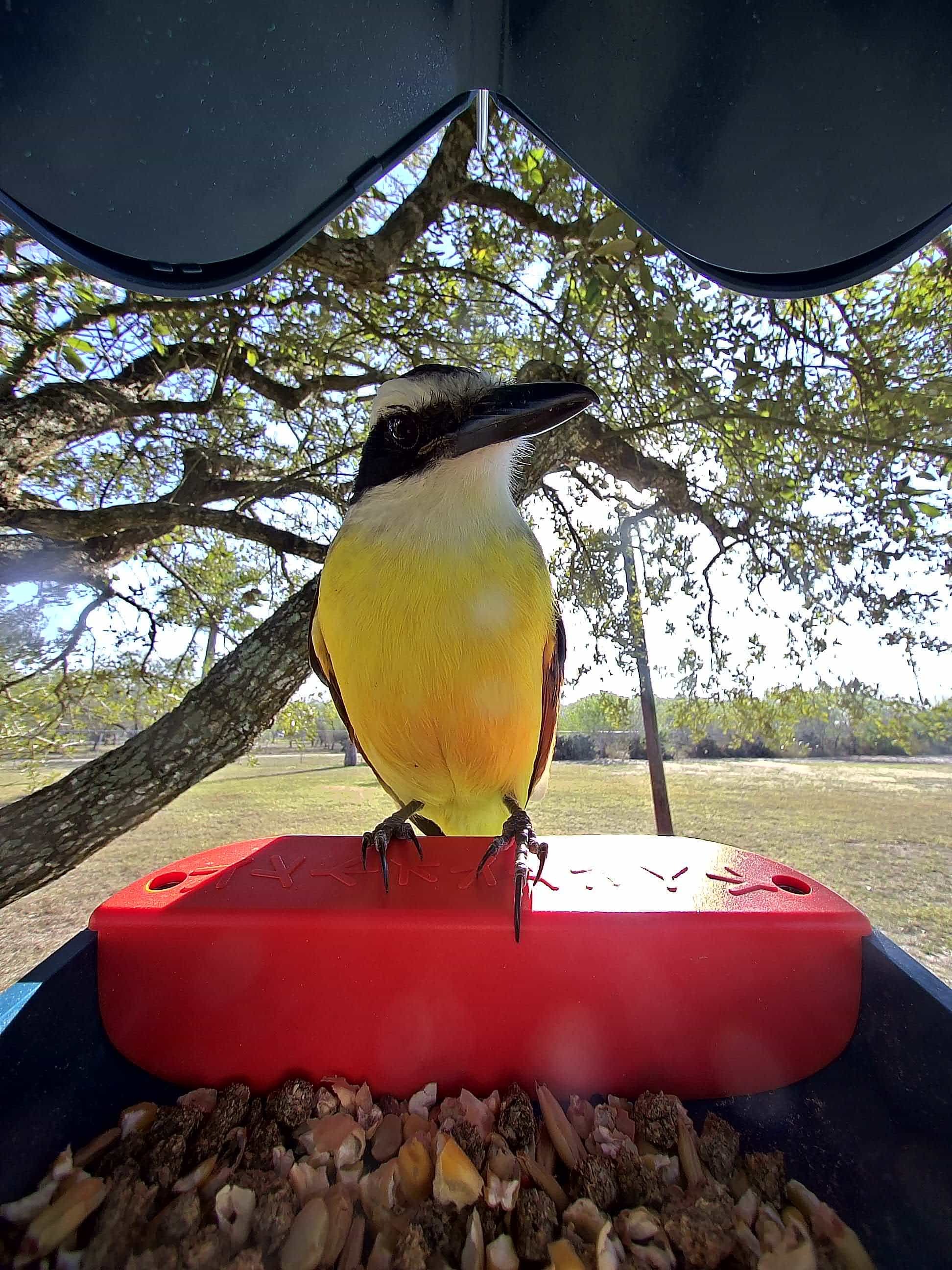 Charleston on a feeder