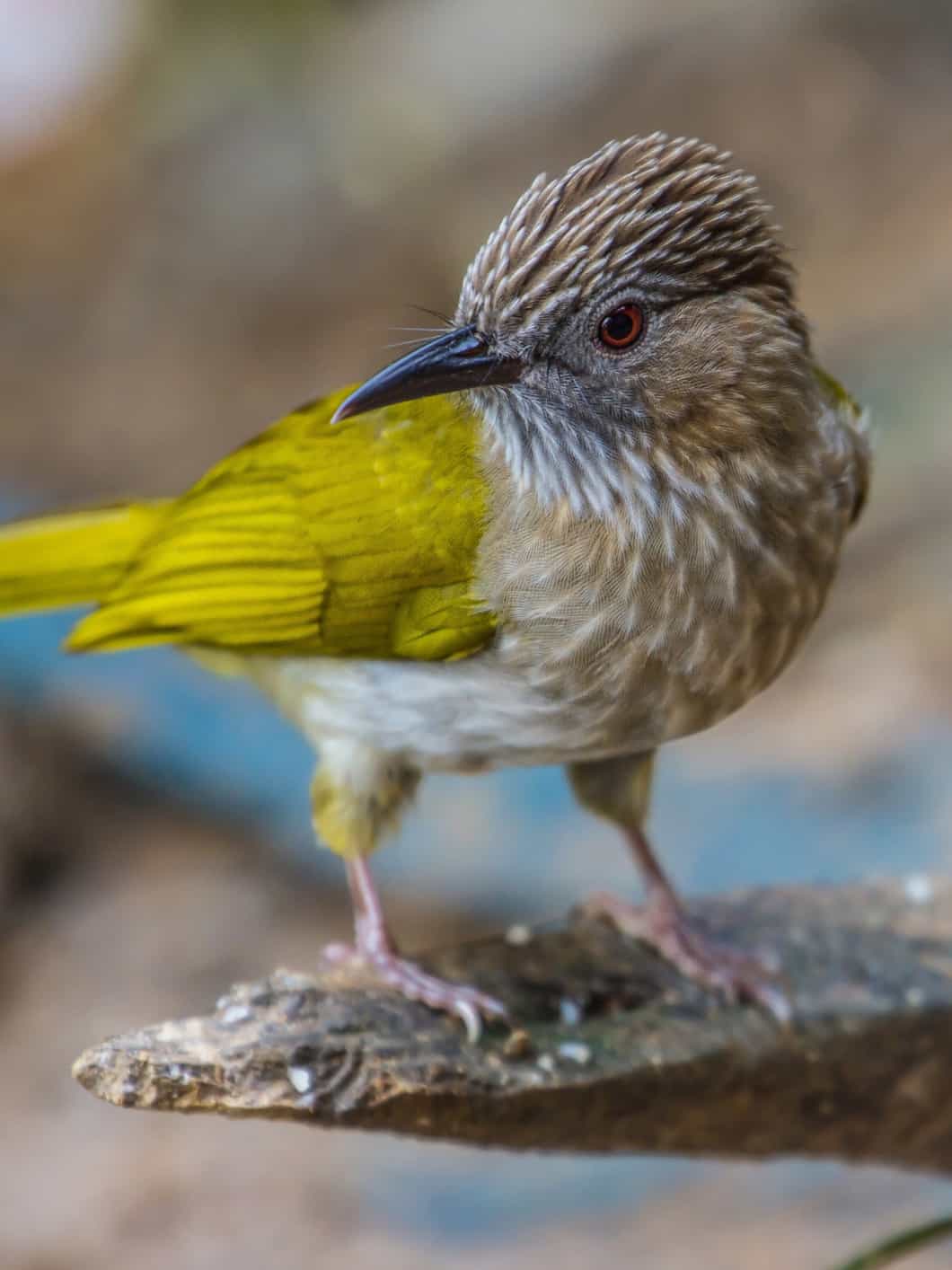 Mountain Bulbul