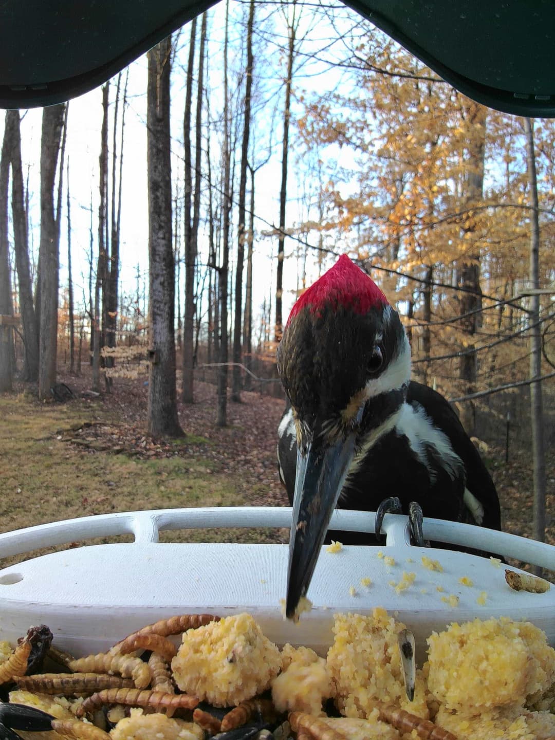 Pileated Woodpecker