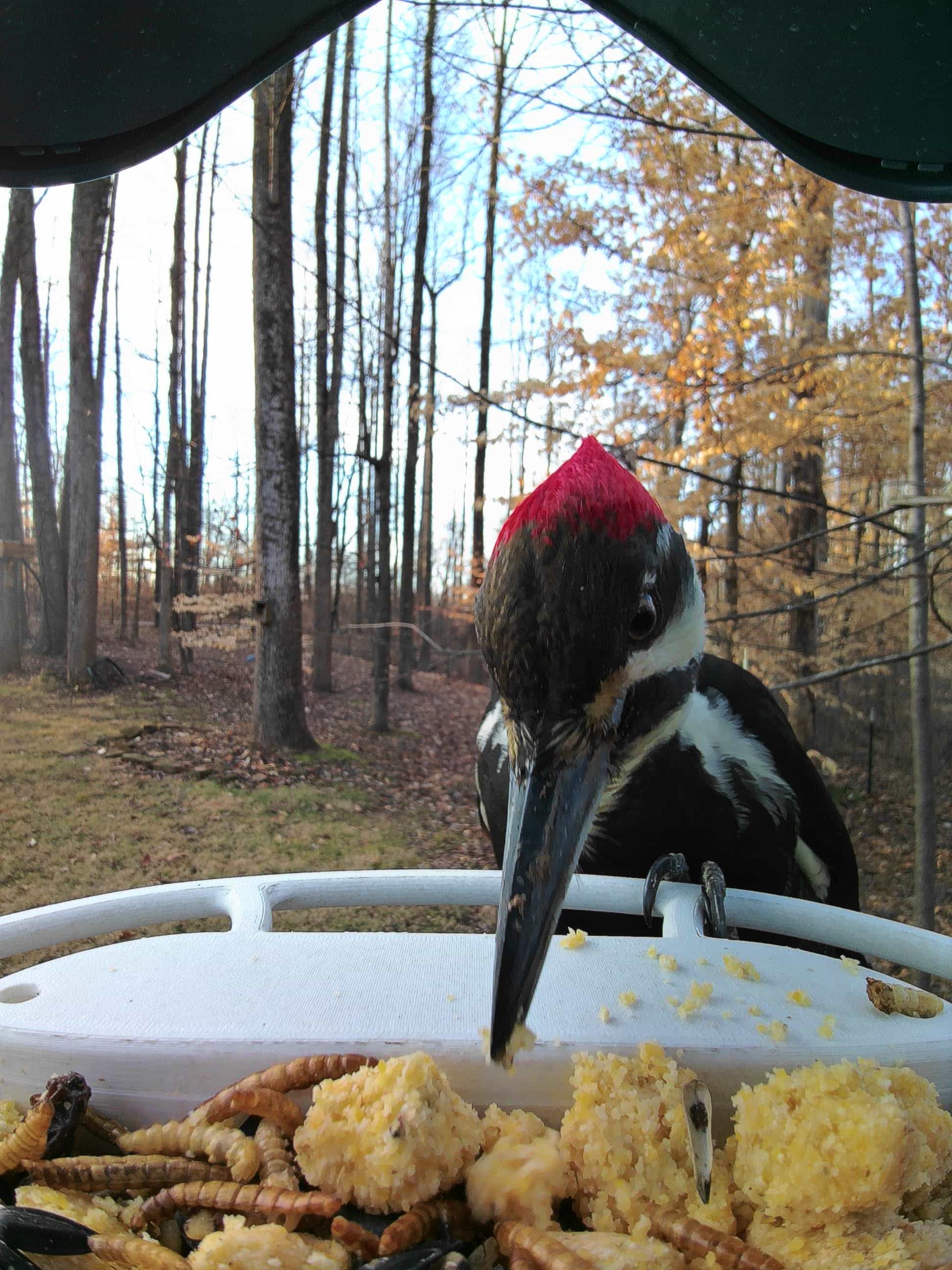 Fairfield on a feeder