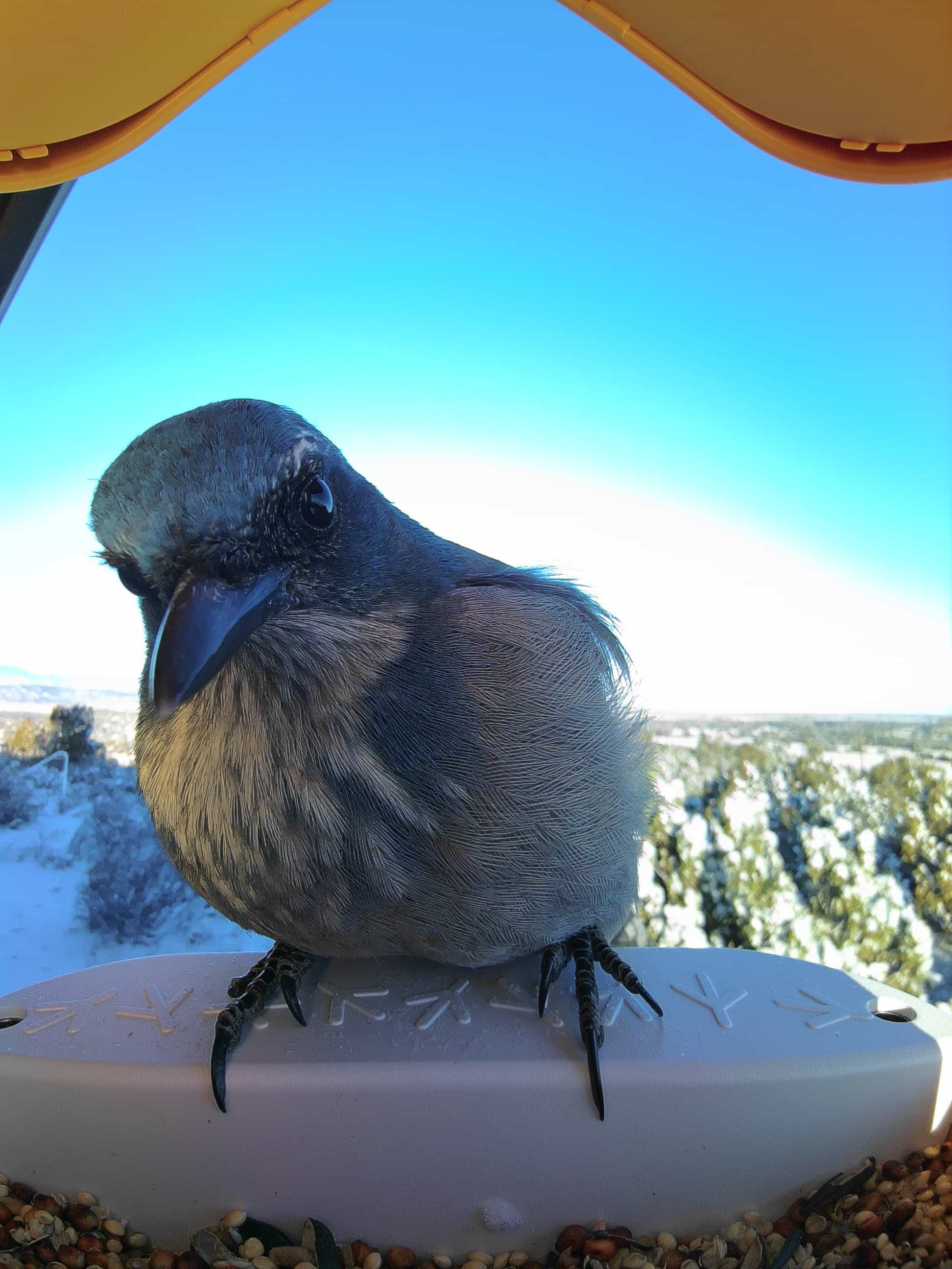 Alamogordo on a feeder