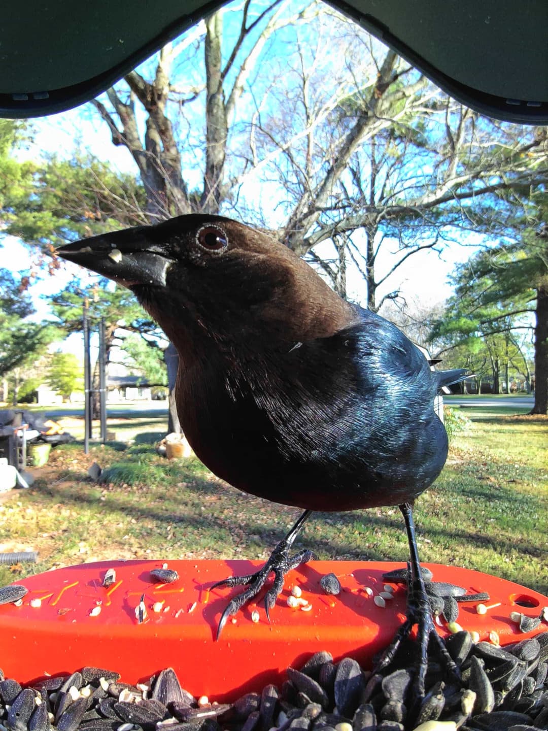 Brown-Headed Cowbird