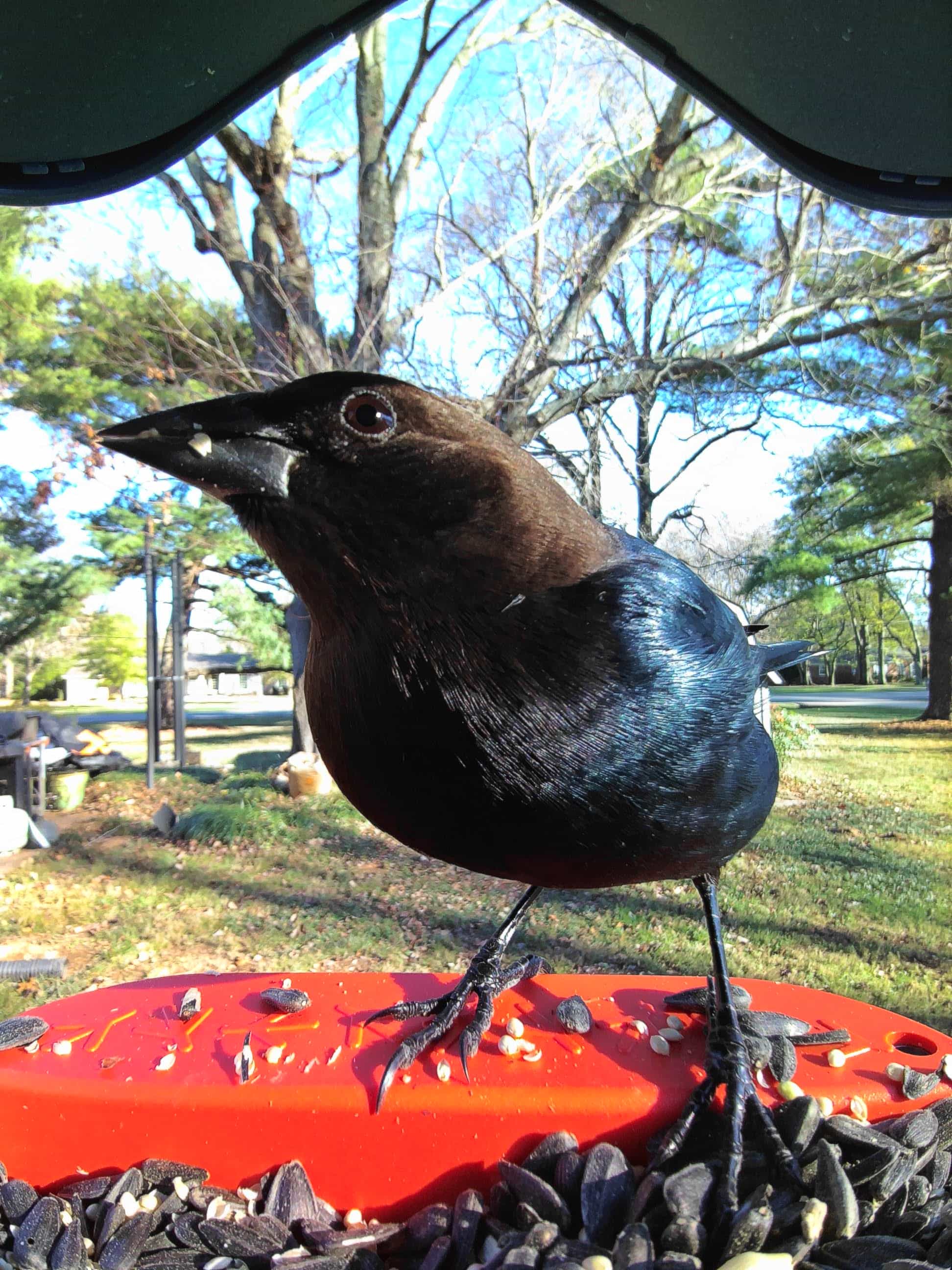 Red Wing on a feeder