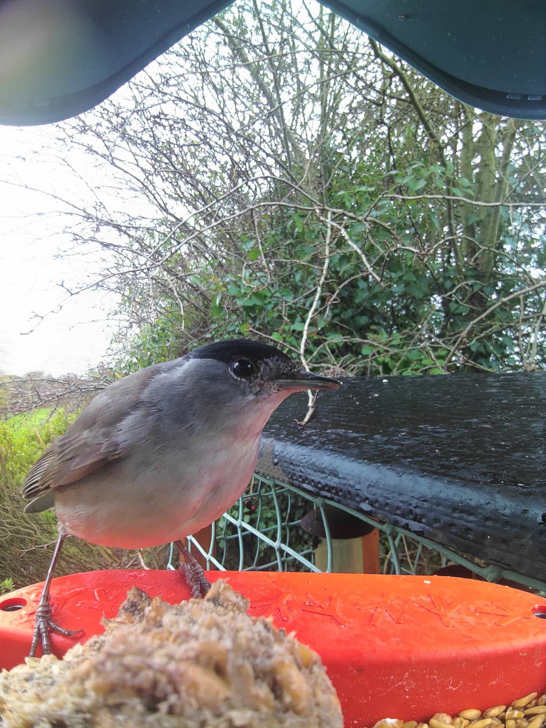 Eurasian Blackcap