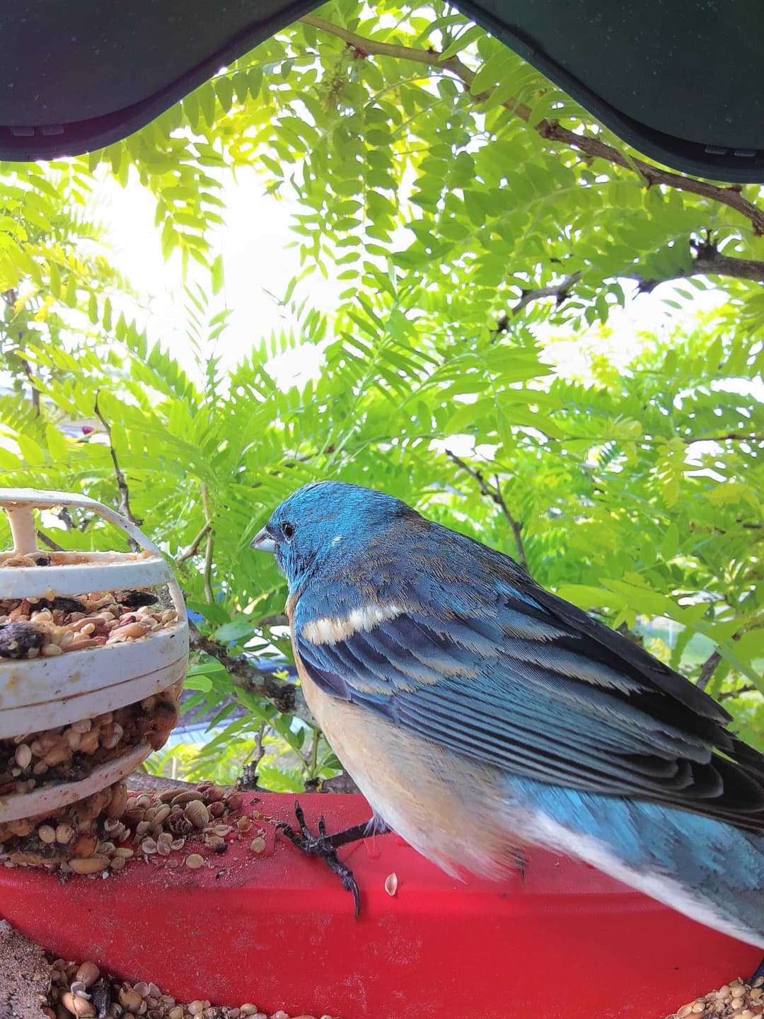 Lazuli Bunting