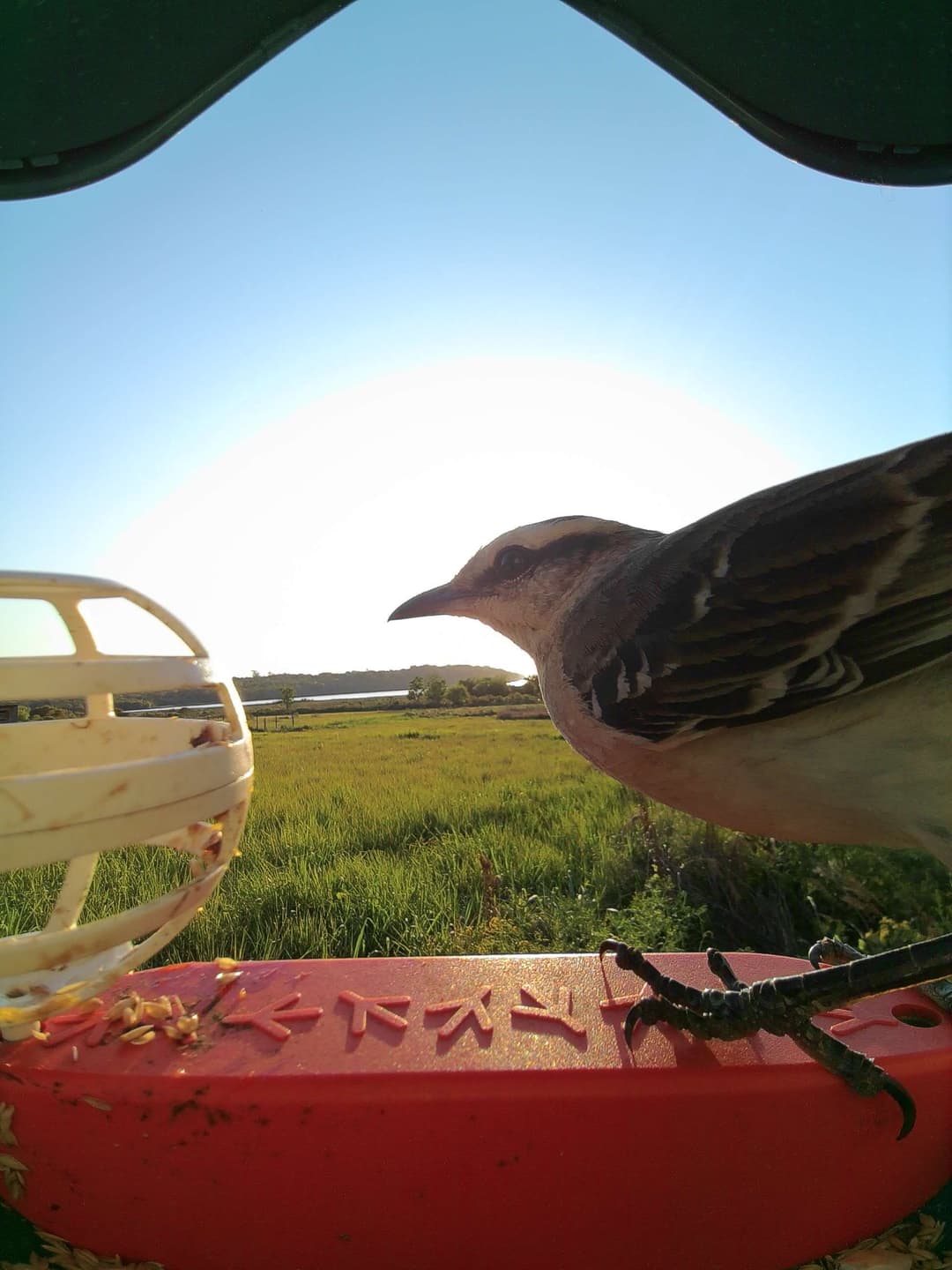 Chalk-Browed Mockingbird