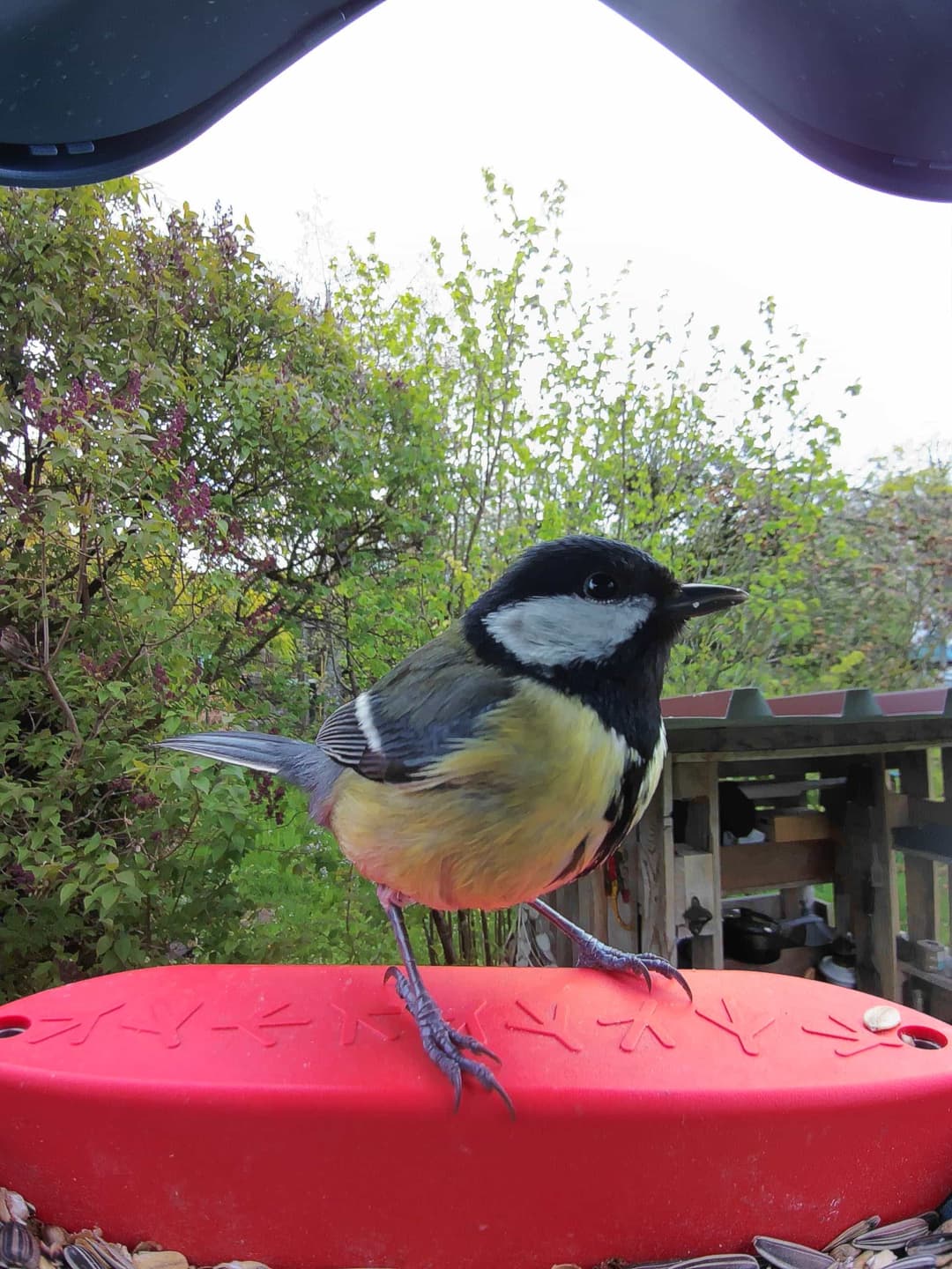 Great Tit