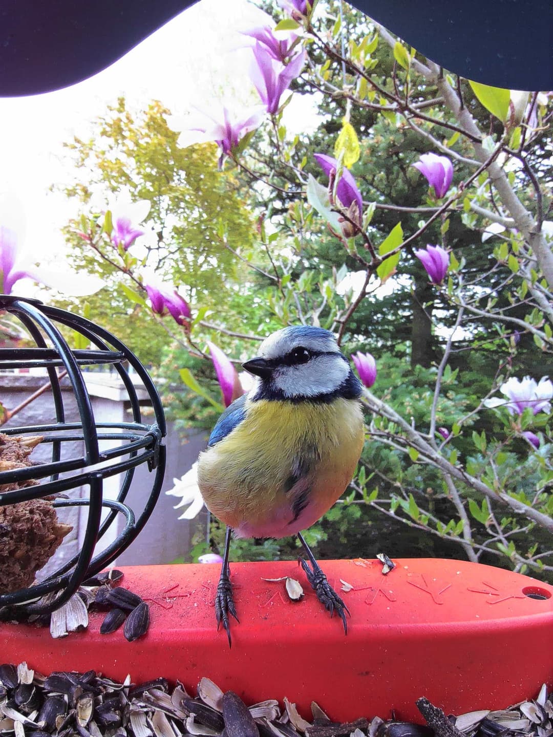 Eurasian Blue Tit