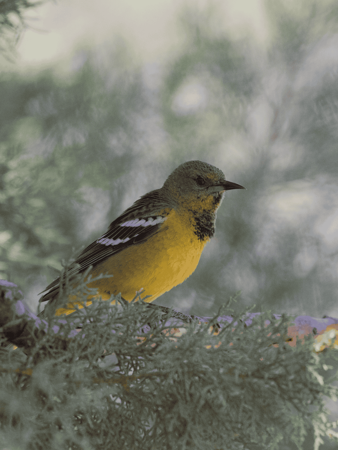 Scott’s Oriole