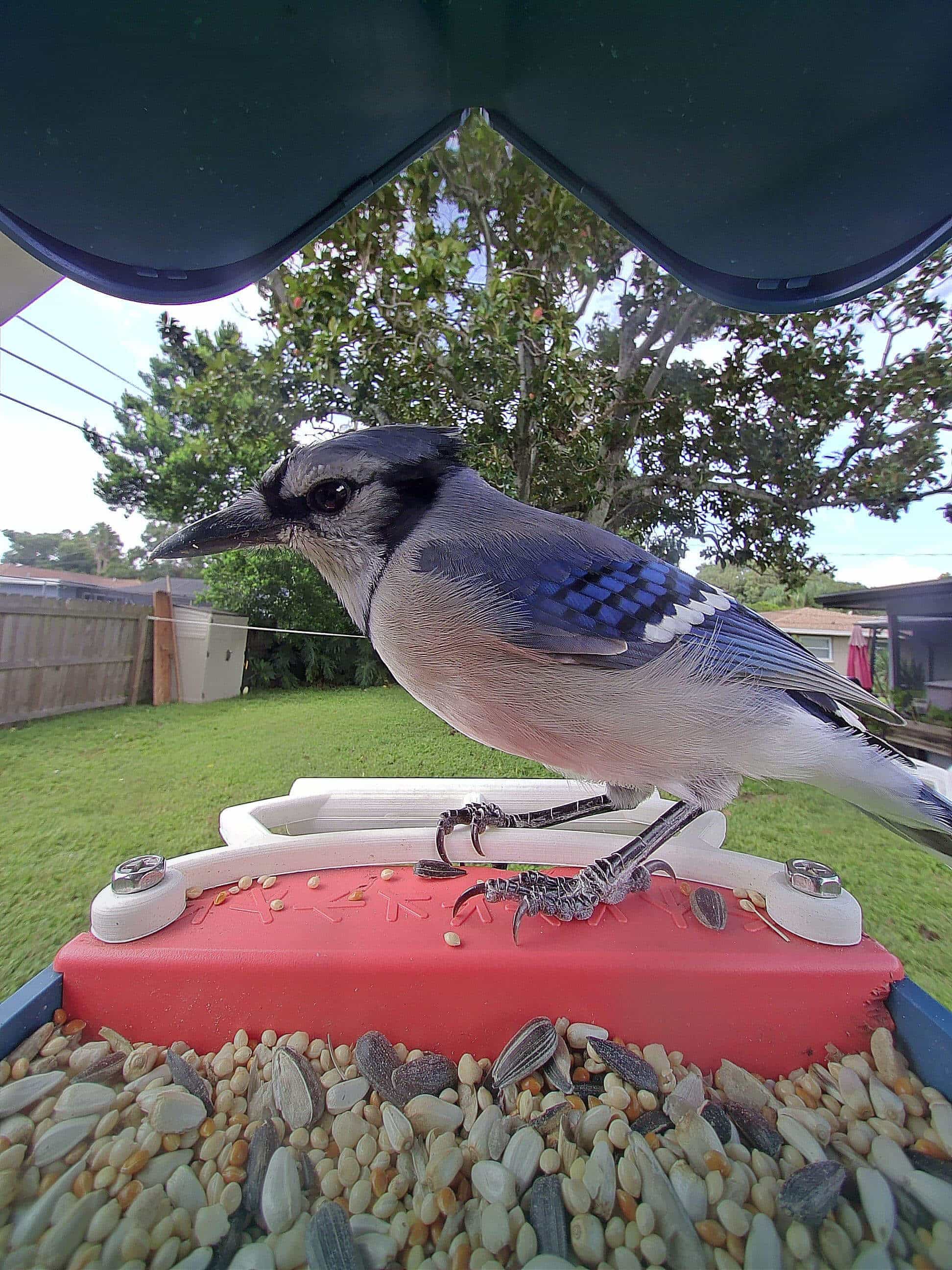 Red Wing on a feeder