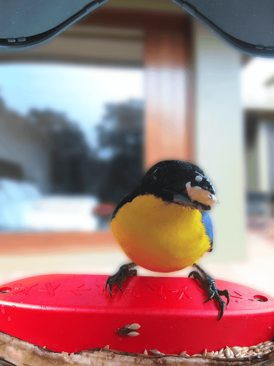 Blue-Winged Mountain Tanager