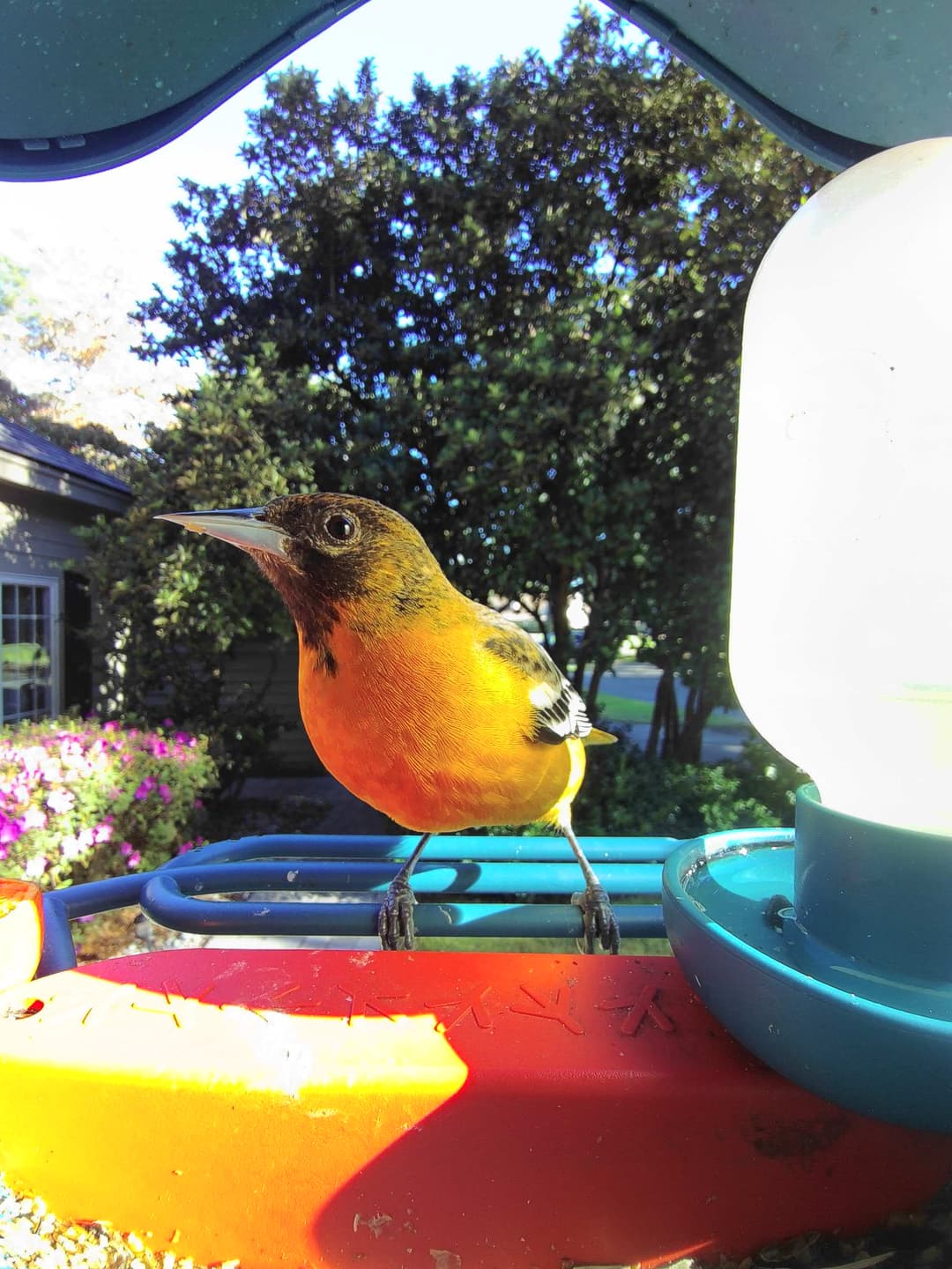 Baltimore Oriole