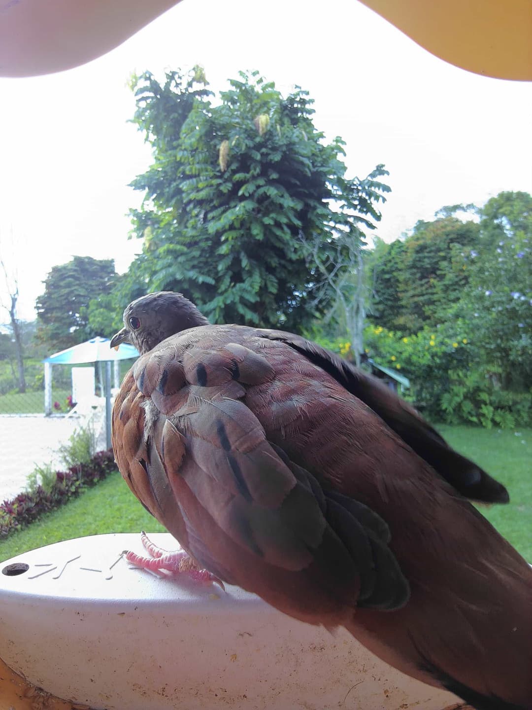 Ruddy Ground Dove