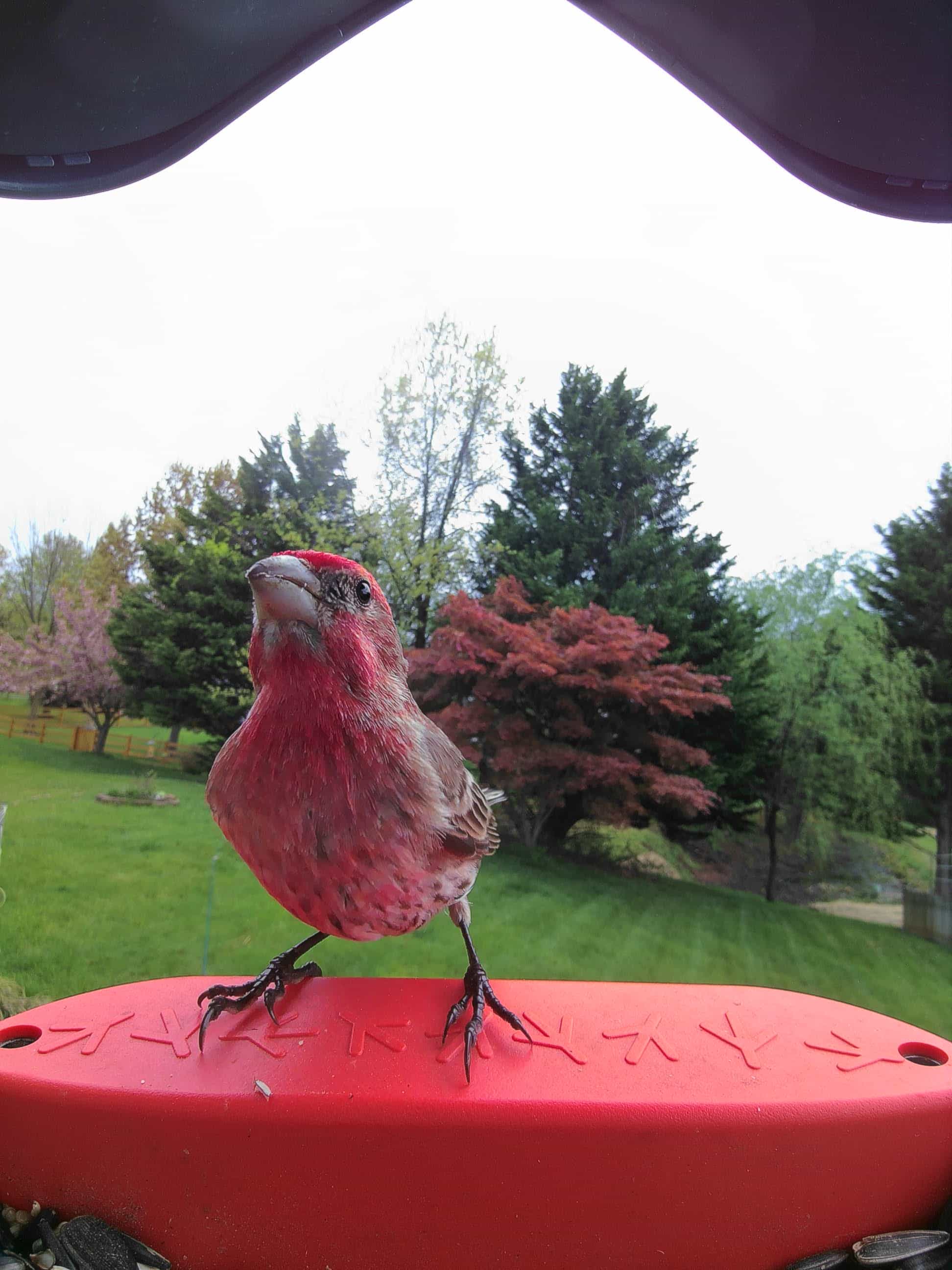 Red Wing on a feeder
