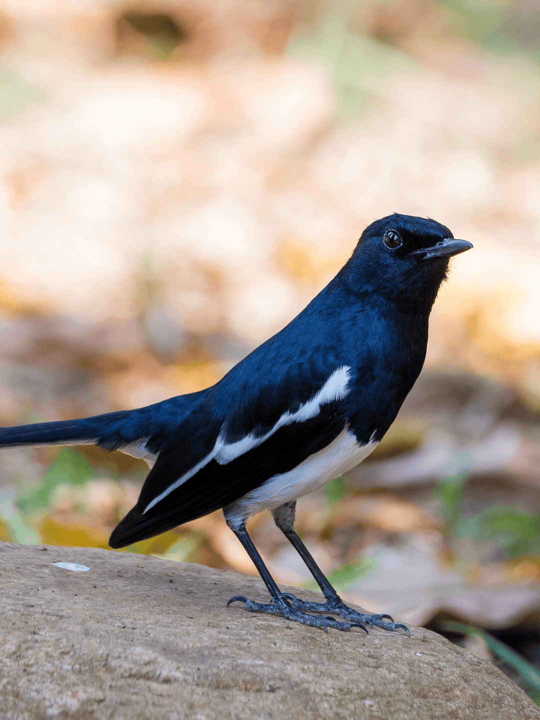 Oriental Magpie