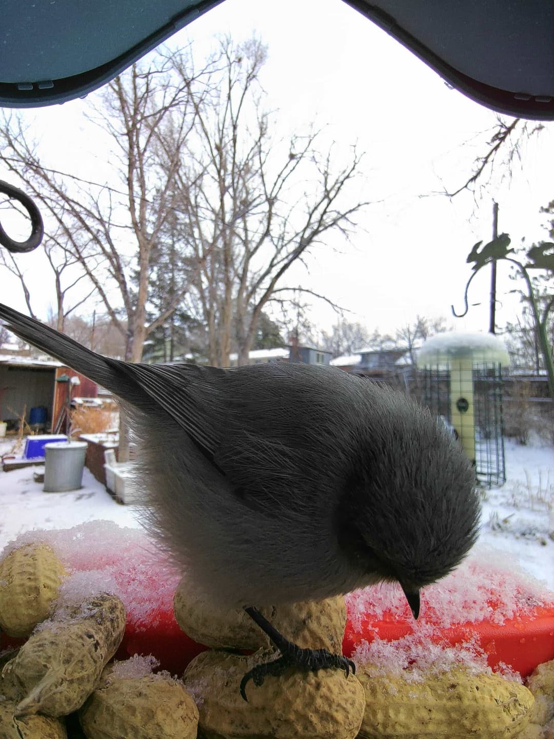 Bushtit