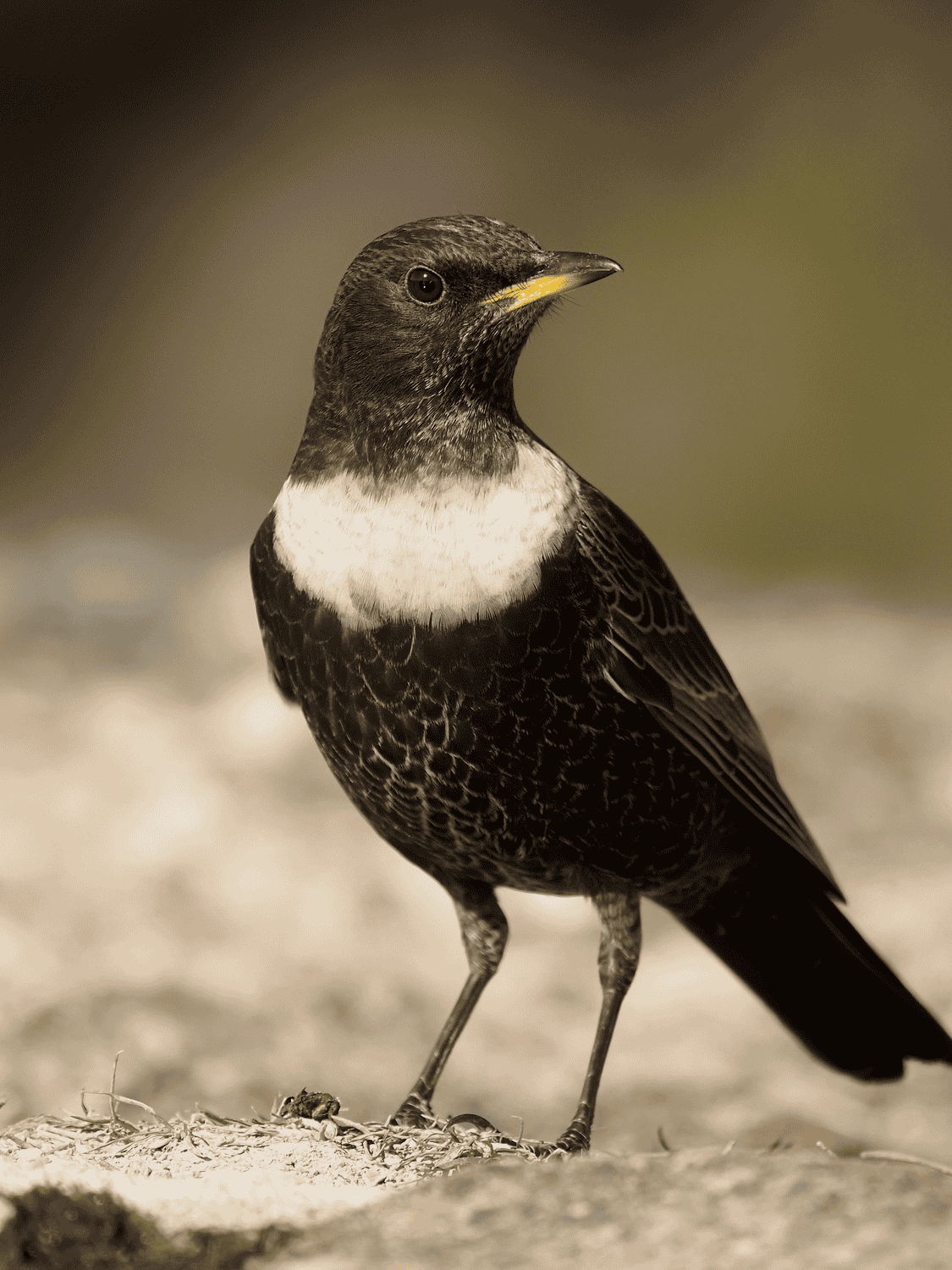 Ring Ouzel