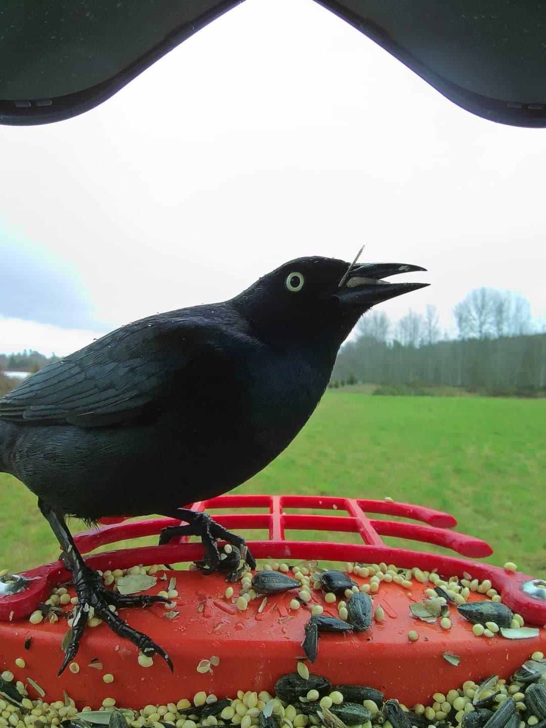 Brewer’s Blackbird