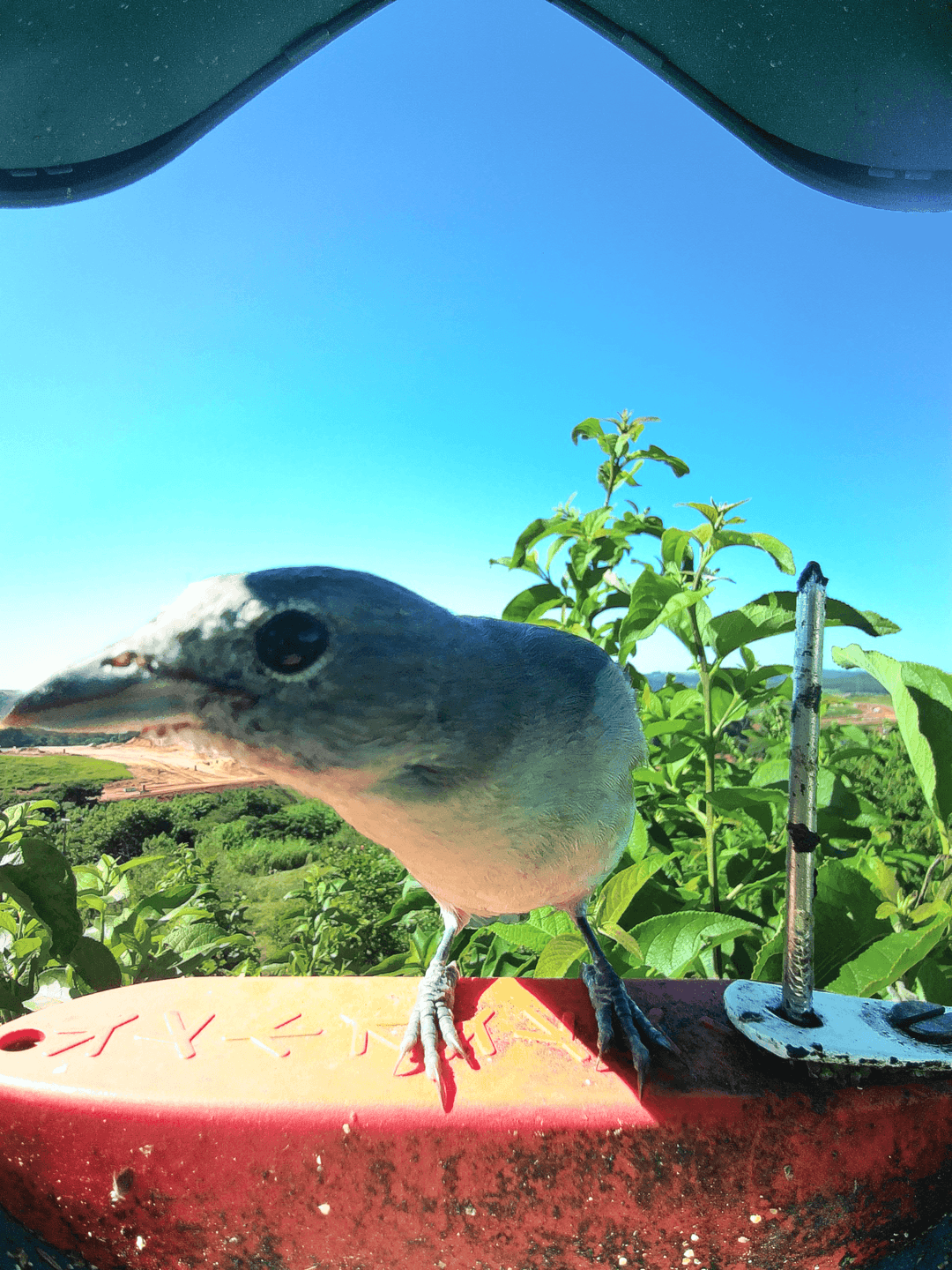 Sayaca Tanager