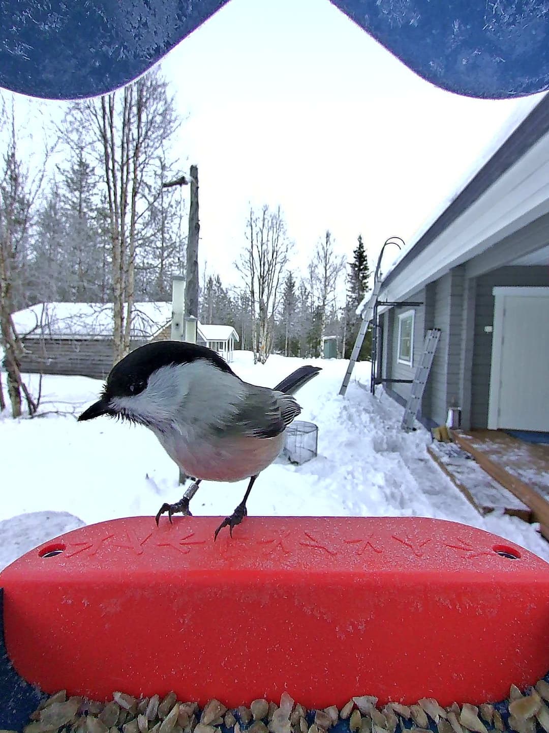 Willow Tit