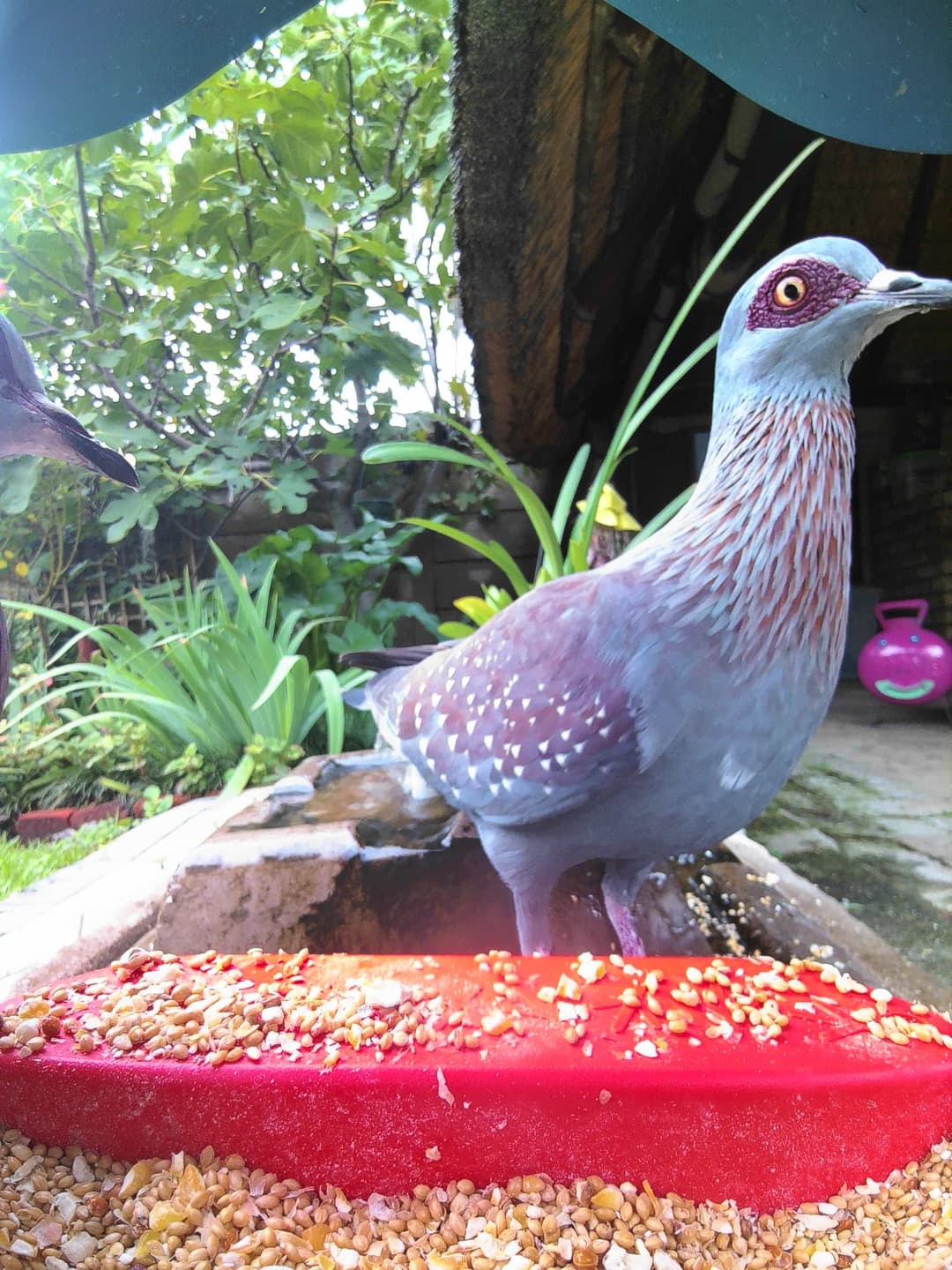Speckled Pigeon