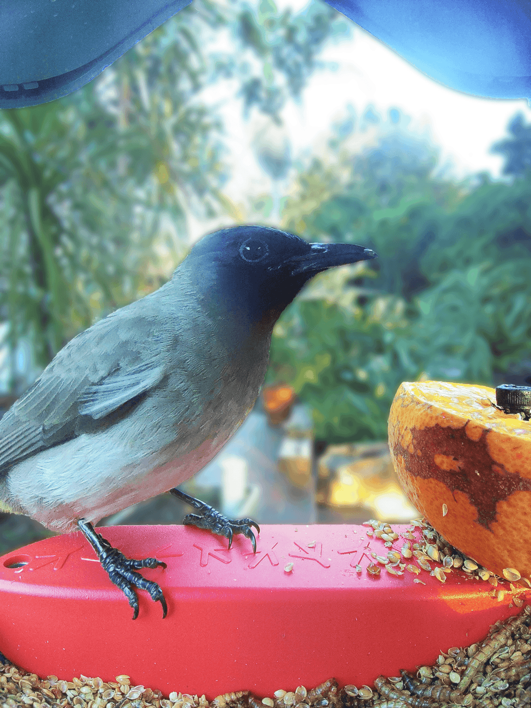 Common Bulbul