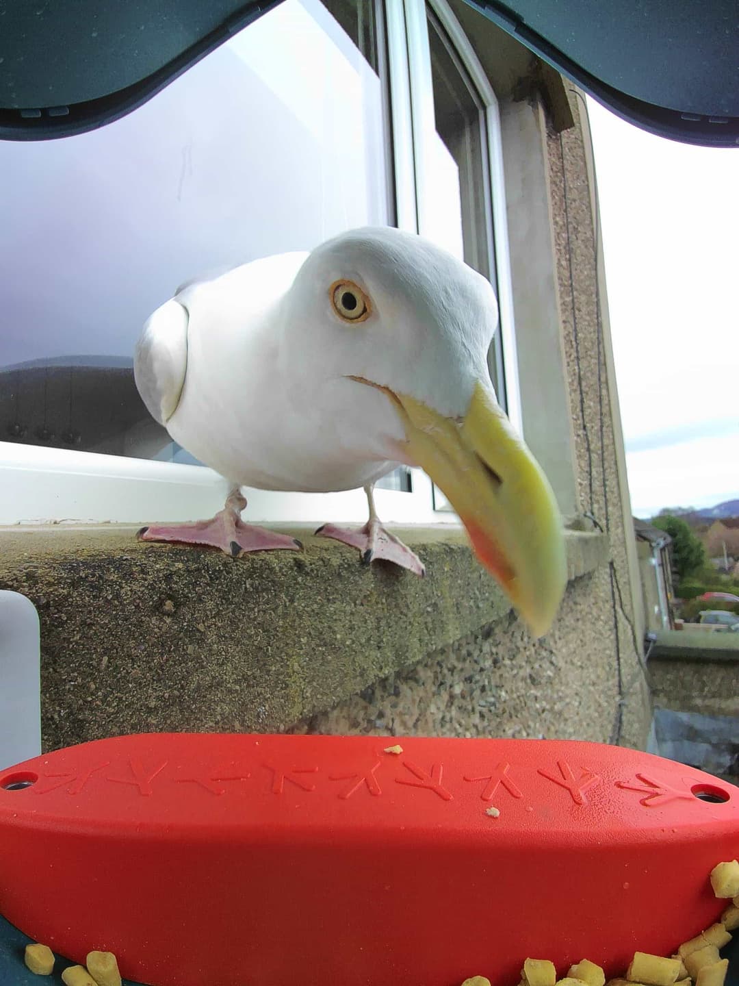 European Herring Gull