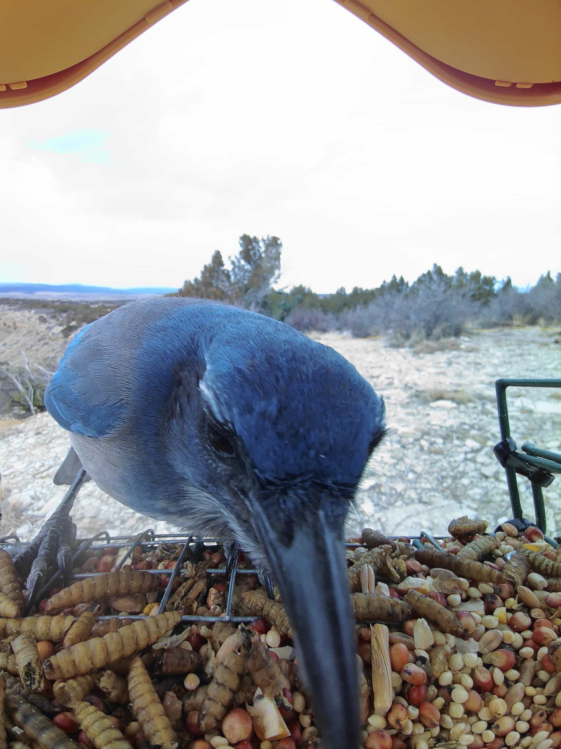 Alamogordo on a feeder