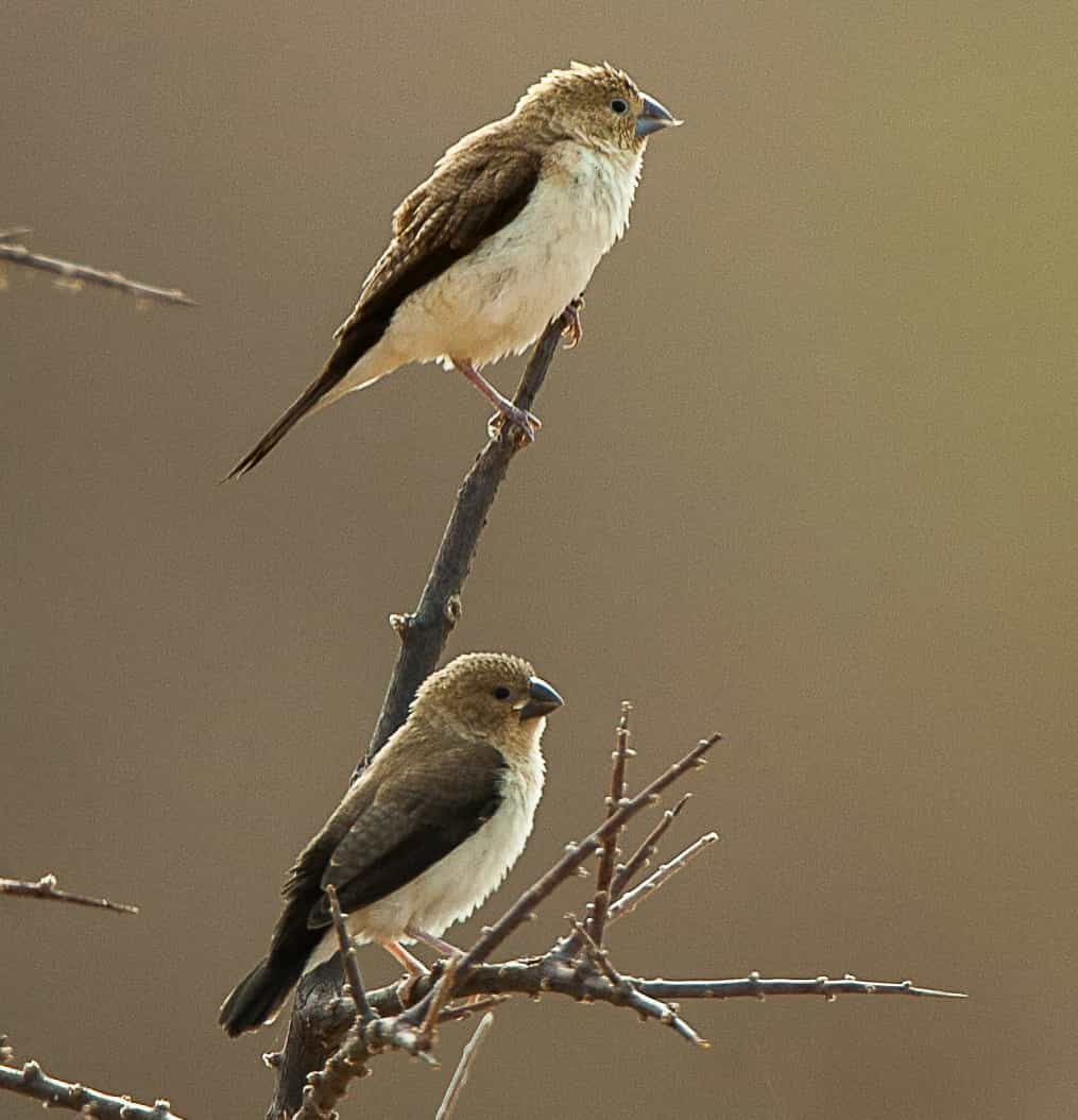 African Silverbill