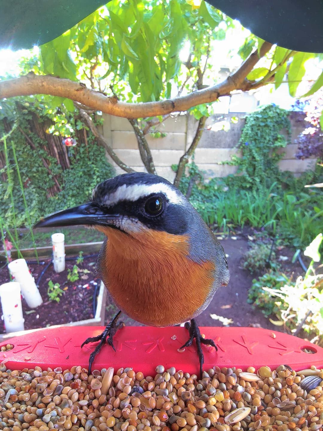 Cape Robin-Chat