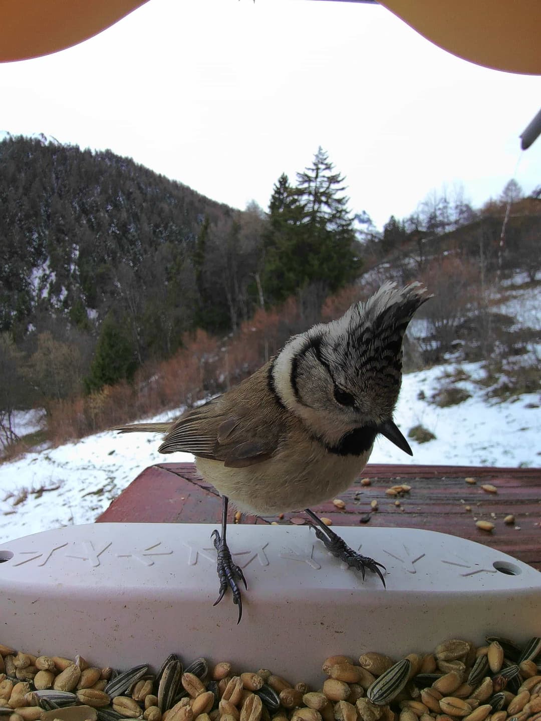 Crested Tit