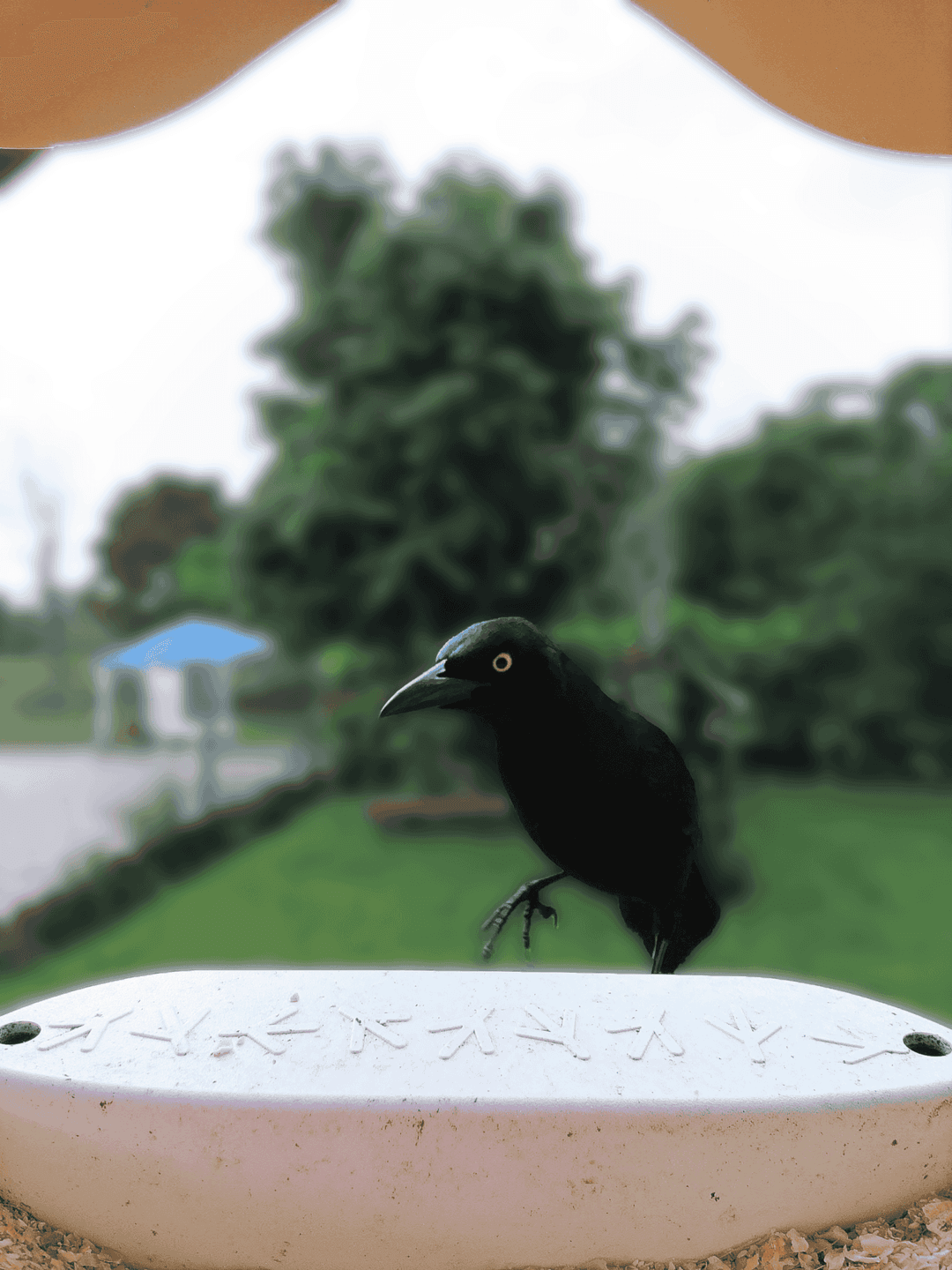 Carib Grackle