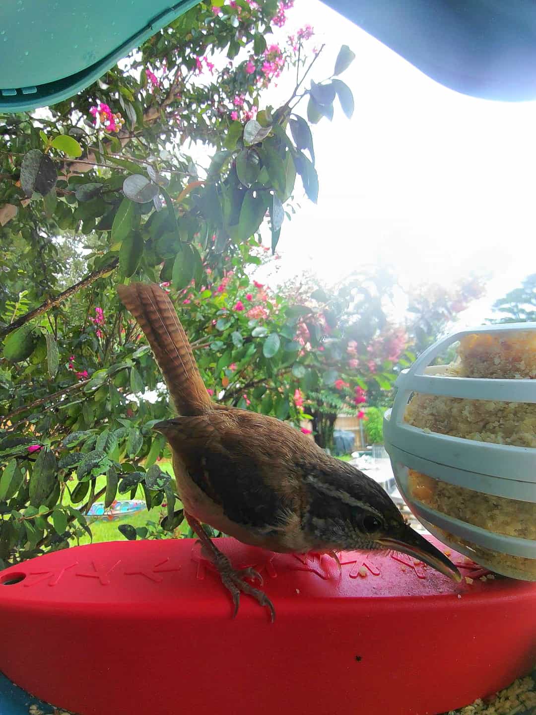 Addison on a feeder