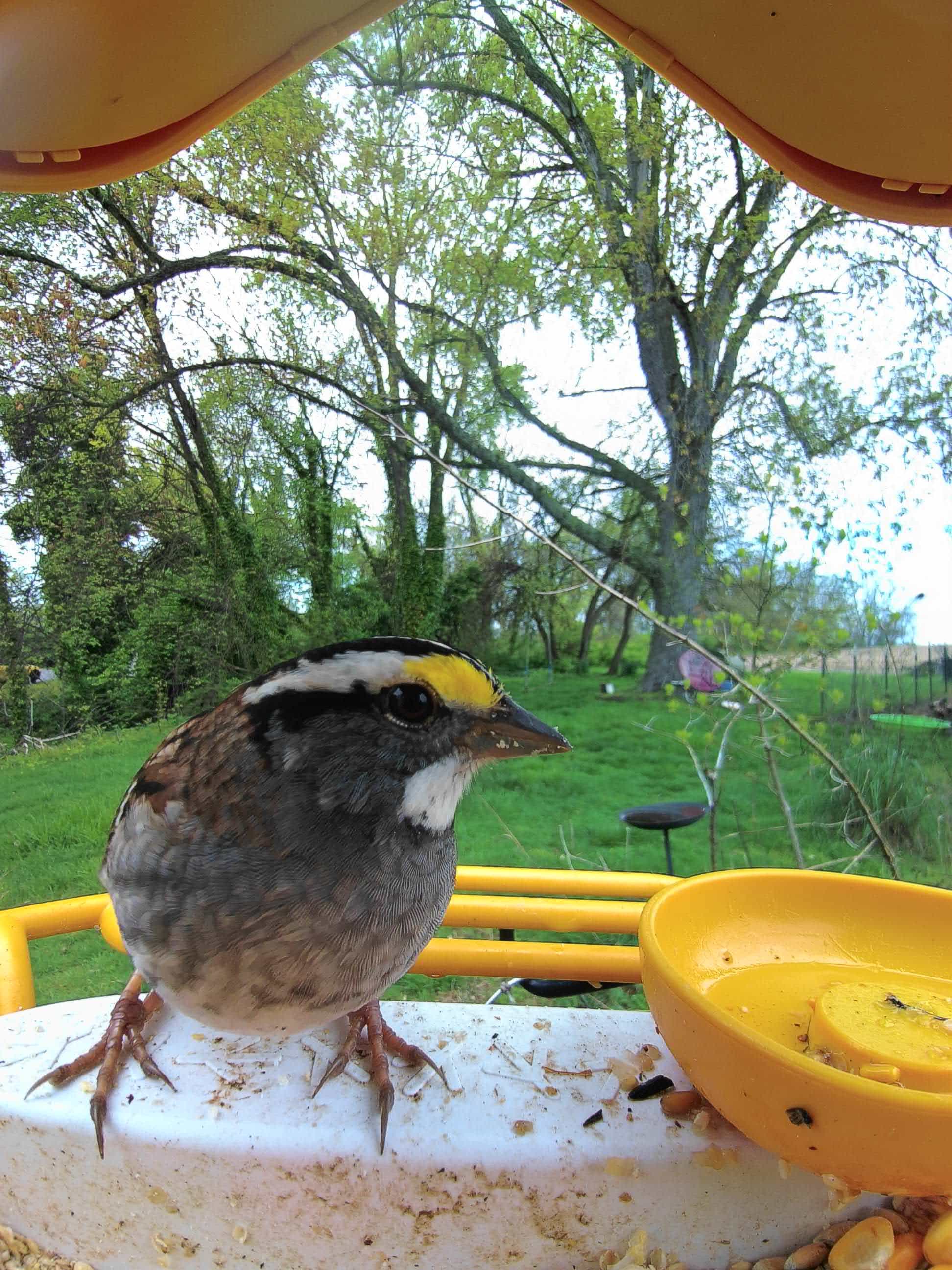 La Crosse on a feeder