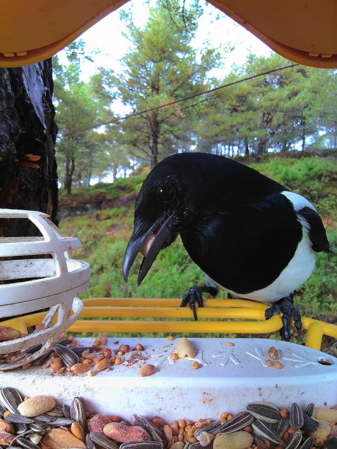 Eurasian Magpie